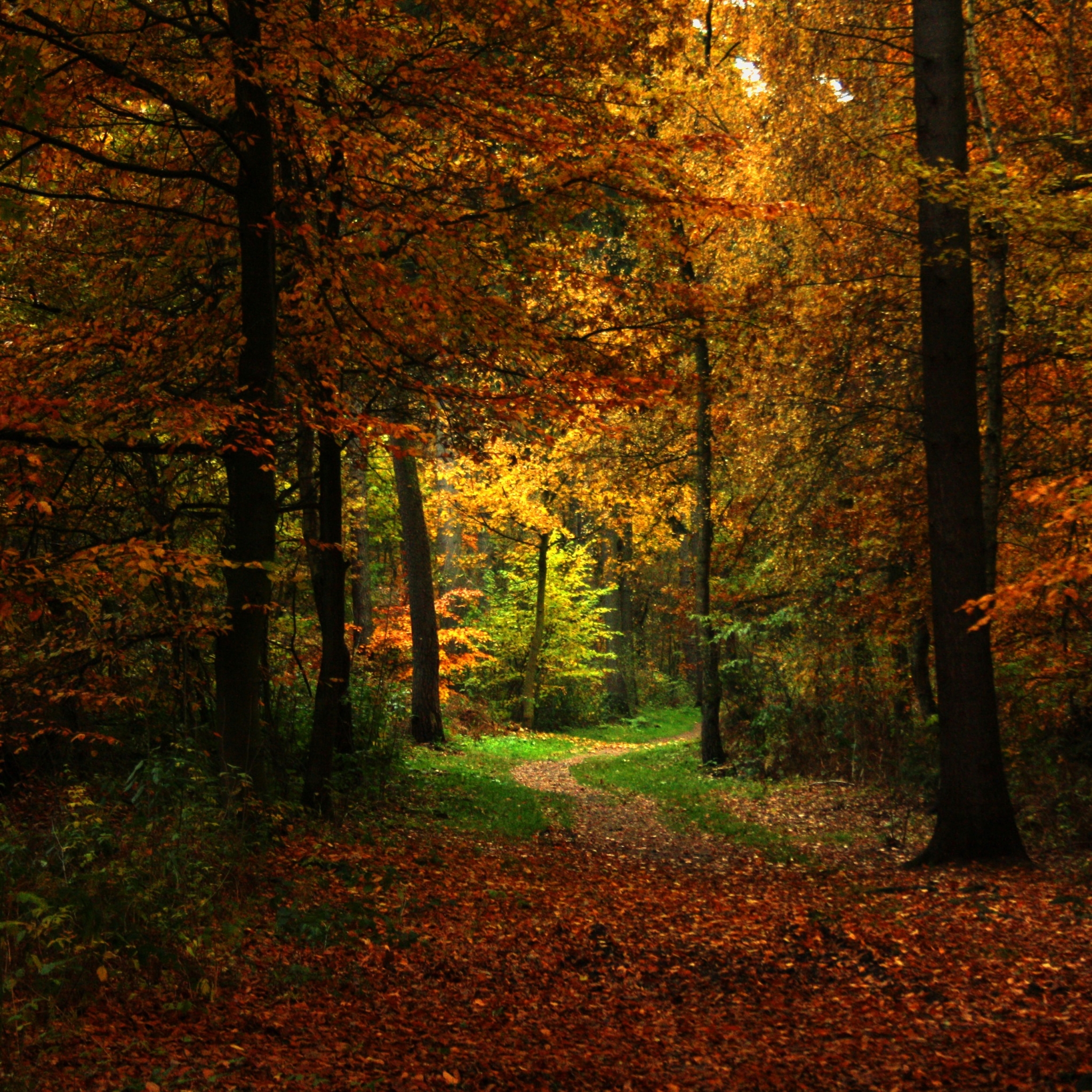 Laden Sie das Wald, Erde/natur-Bild kostenlos auf Ihren PC-Desktop herunter