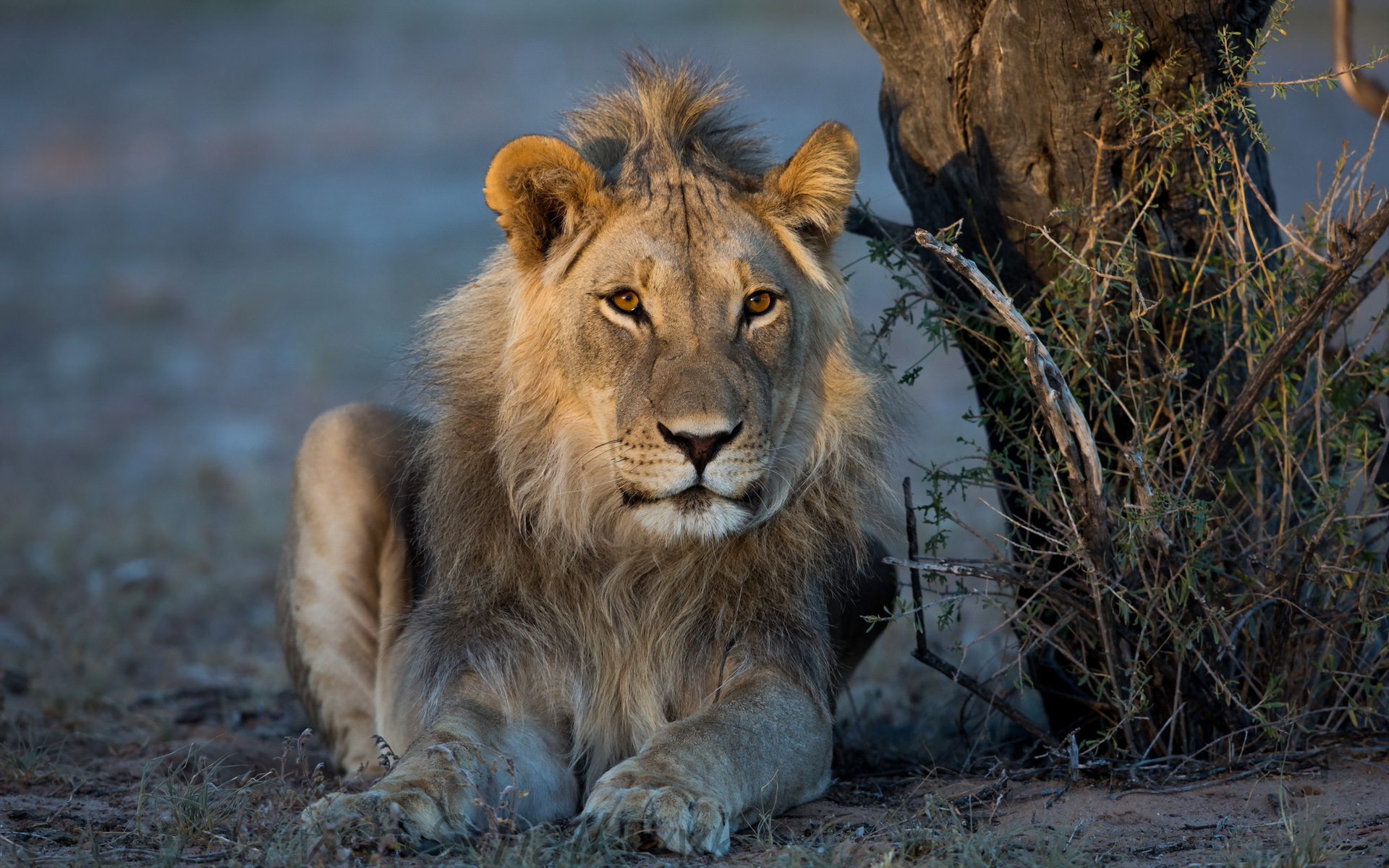 Téléchargez des papiers peints mobile Animaux, Chats, Lion gratuitement.