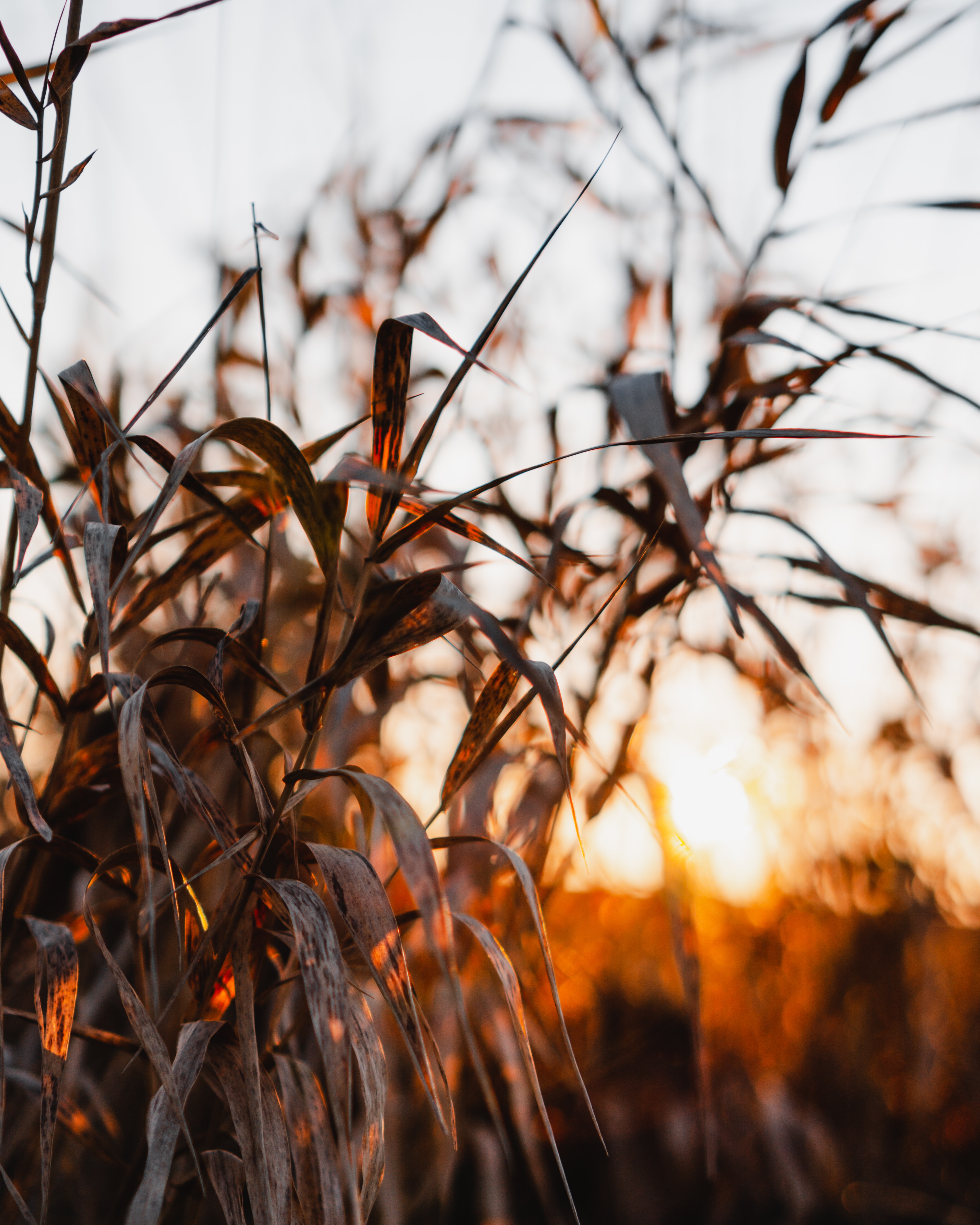 sunset, plants, leaves, reed, nature, cane