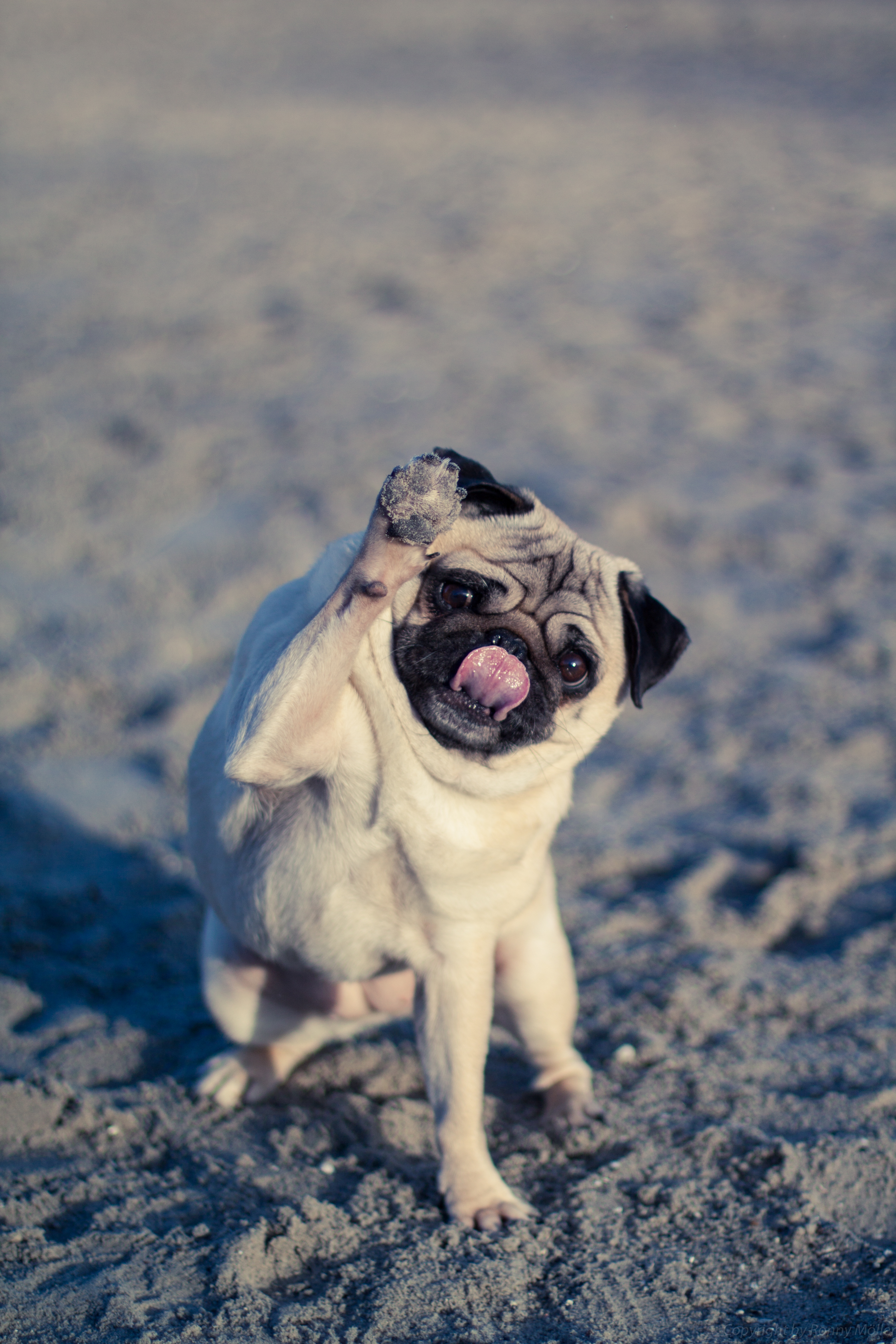 Free download wallpaper Dog, Protruding Tongue, Tongue Stuck Out, Pug, Animals, Funny on your PC desktop