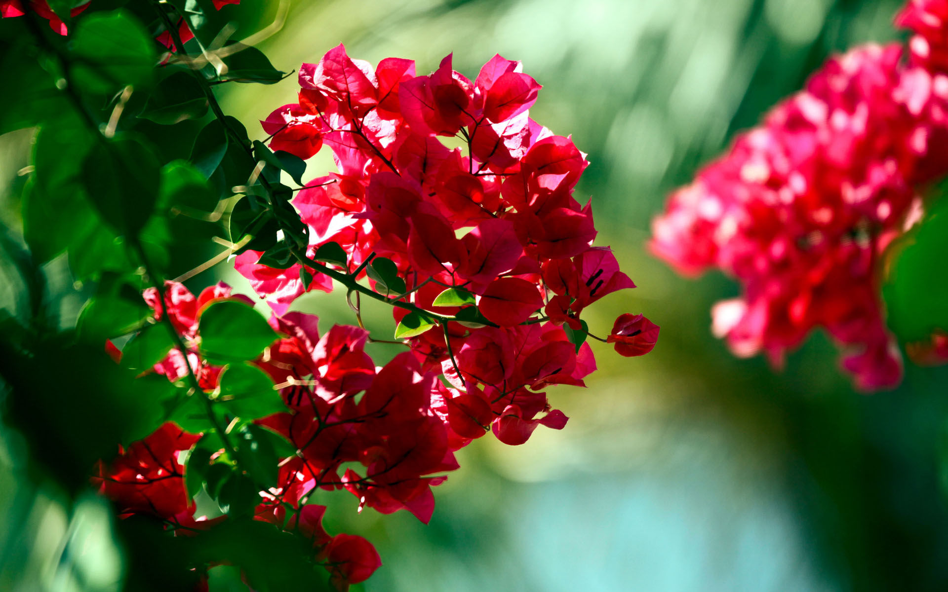 Descarga gratis la imagen Flores, Florecer, Tierra/naturaleza en el escritorio de tu PC