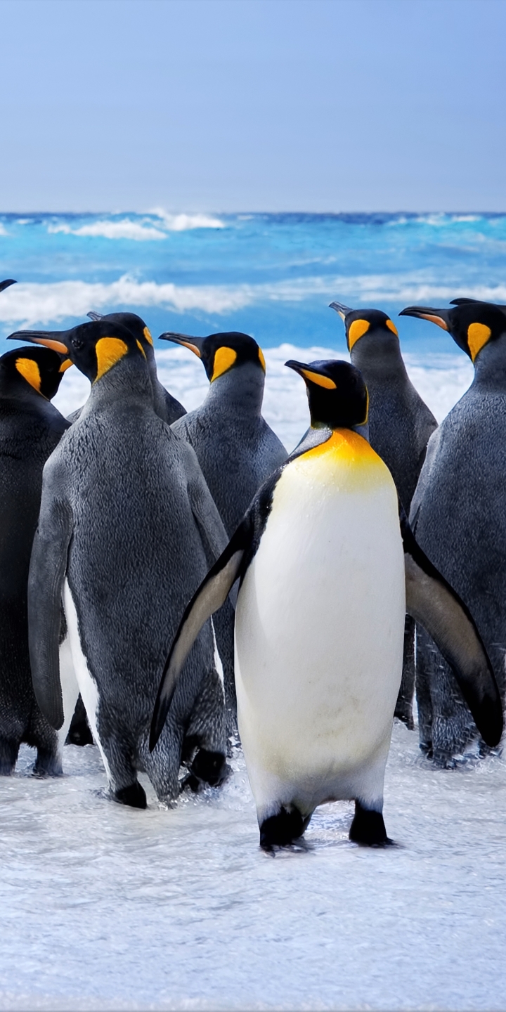 Descarga gratuita de fondo de pantalla para móvil de Animales, Mar, Pájaro, Océano, Pingüino, Aves, Ave, Pingüino Real.