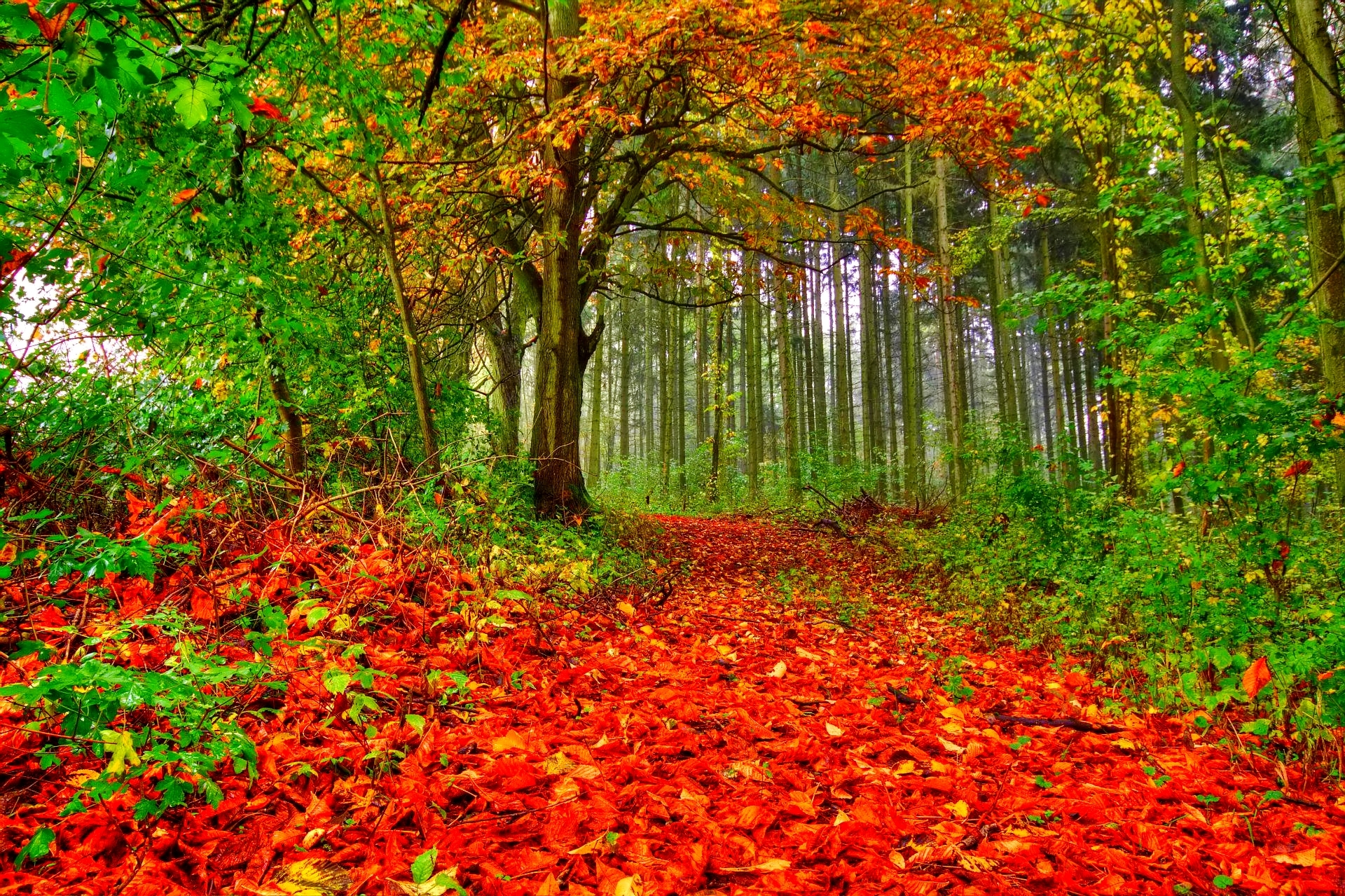 Скачать обои бесплатно Природа, Осень, Лес, Листва, Дорожка, Земля/природа картинка на рабочий стол ПК