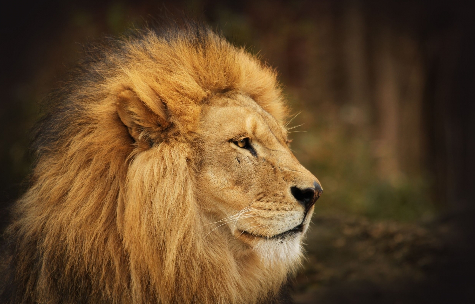45378 Bild herunterladen tiere, lions, orange - Hintergrundbilder und Bildschirmschoner kostenlos