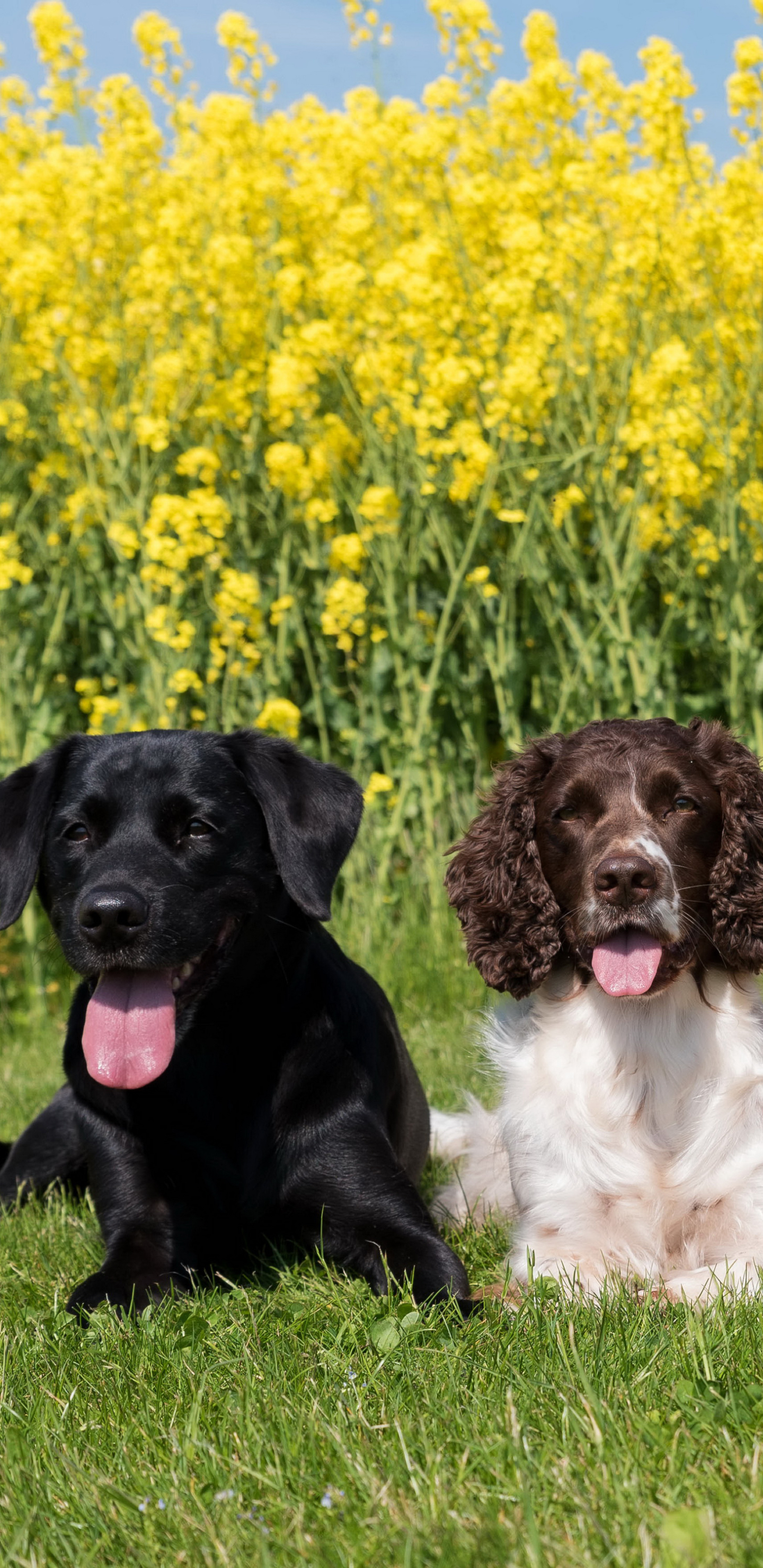 Free download wallpaper Dogs, Dog, Animal, Rapeseed on your PC desktop