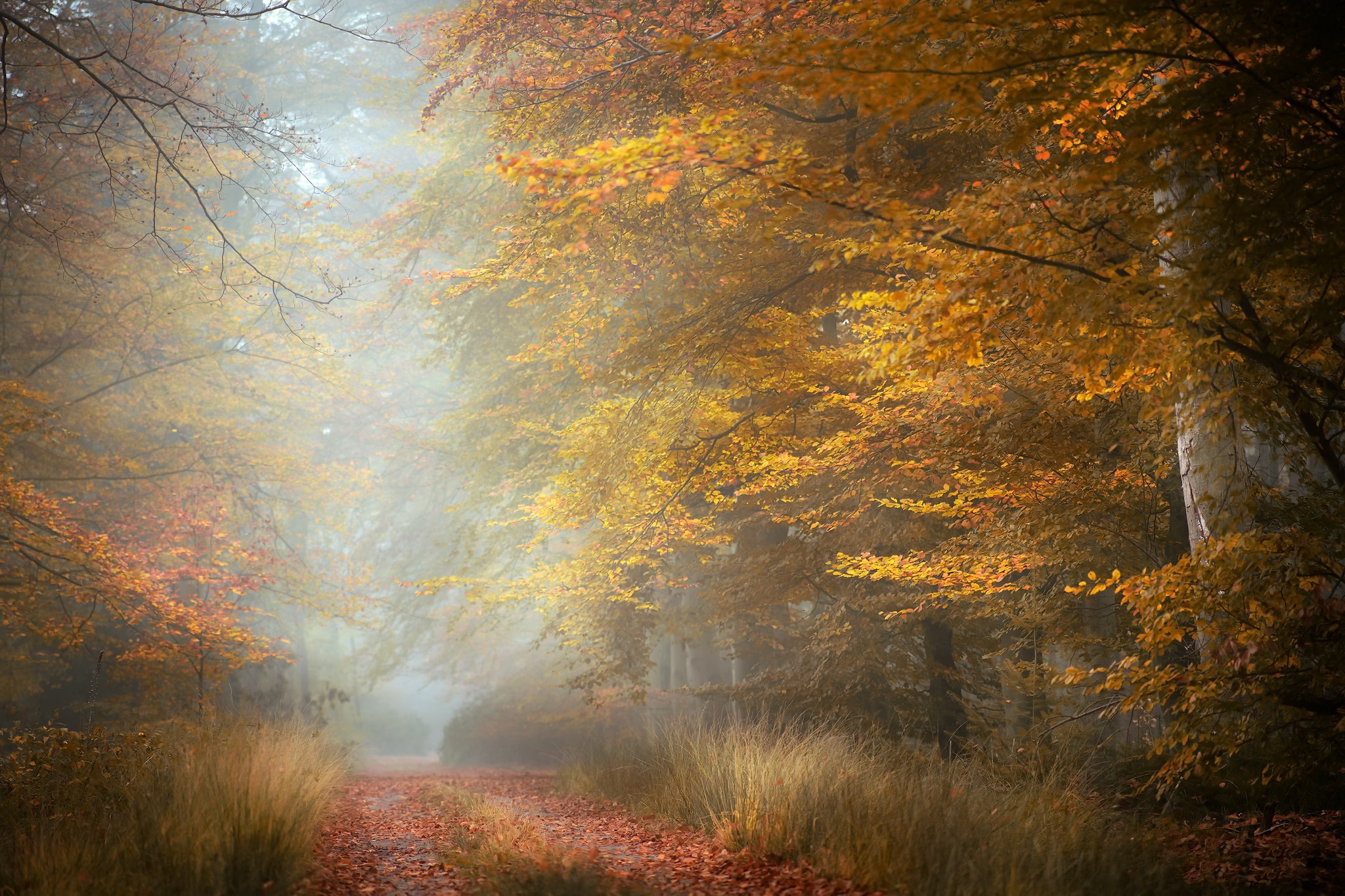 Download mobile wallpaper Road, Fog, Fall, Photography for free.