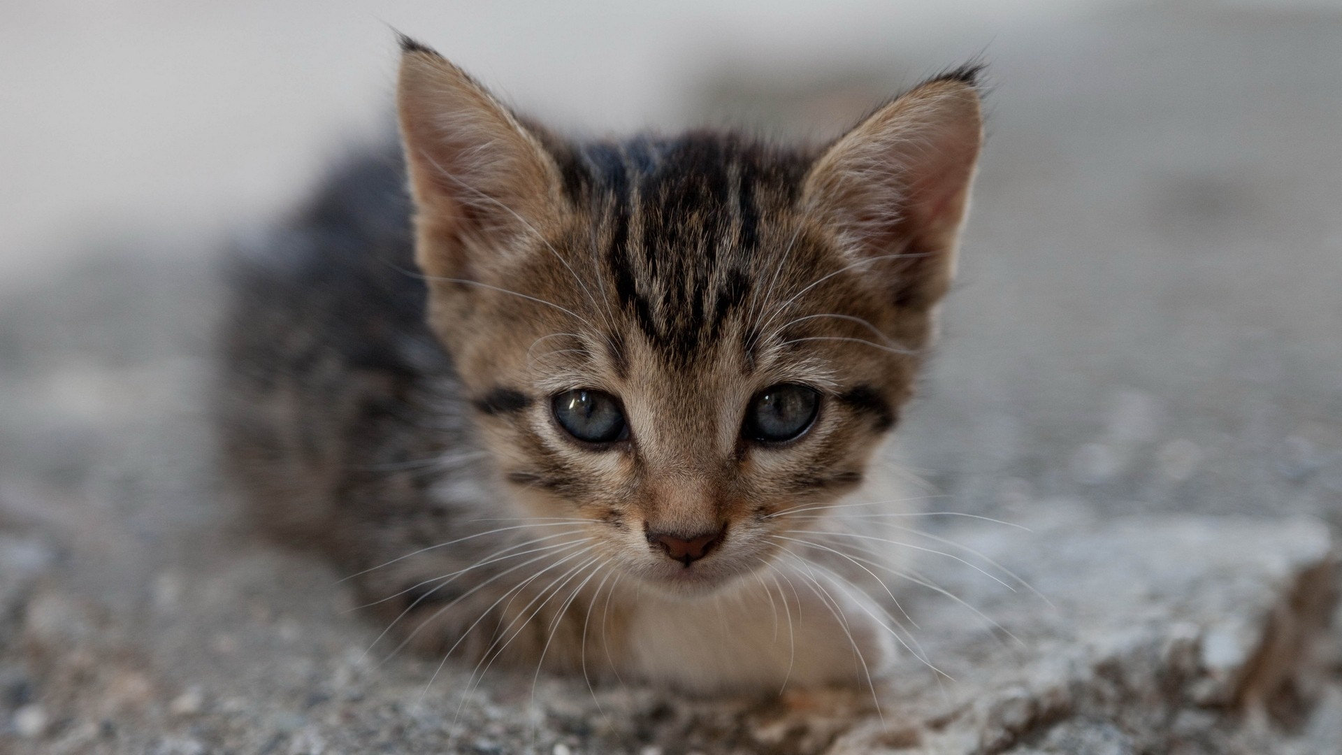 Baixe gratuitamente a imagem Animais, Gatos, Gato na área de trabalho do seu PC