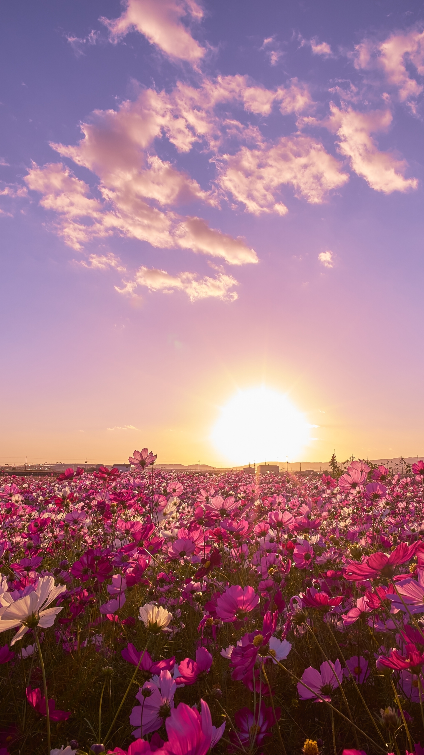 Download mobile wallpaper Nature, Flowers, Sky, Sun, Flower, Earth, Field, Japan, Cosmos, Purple Flower for free.