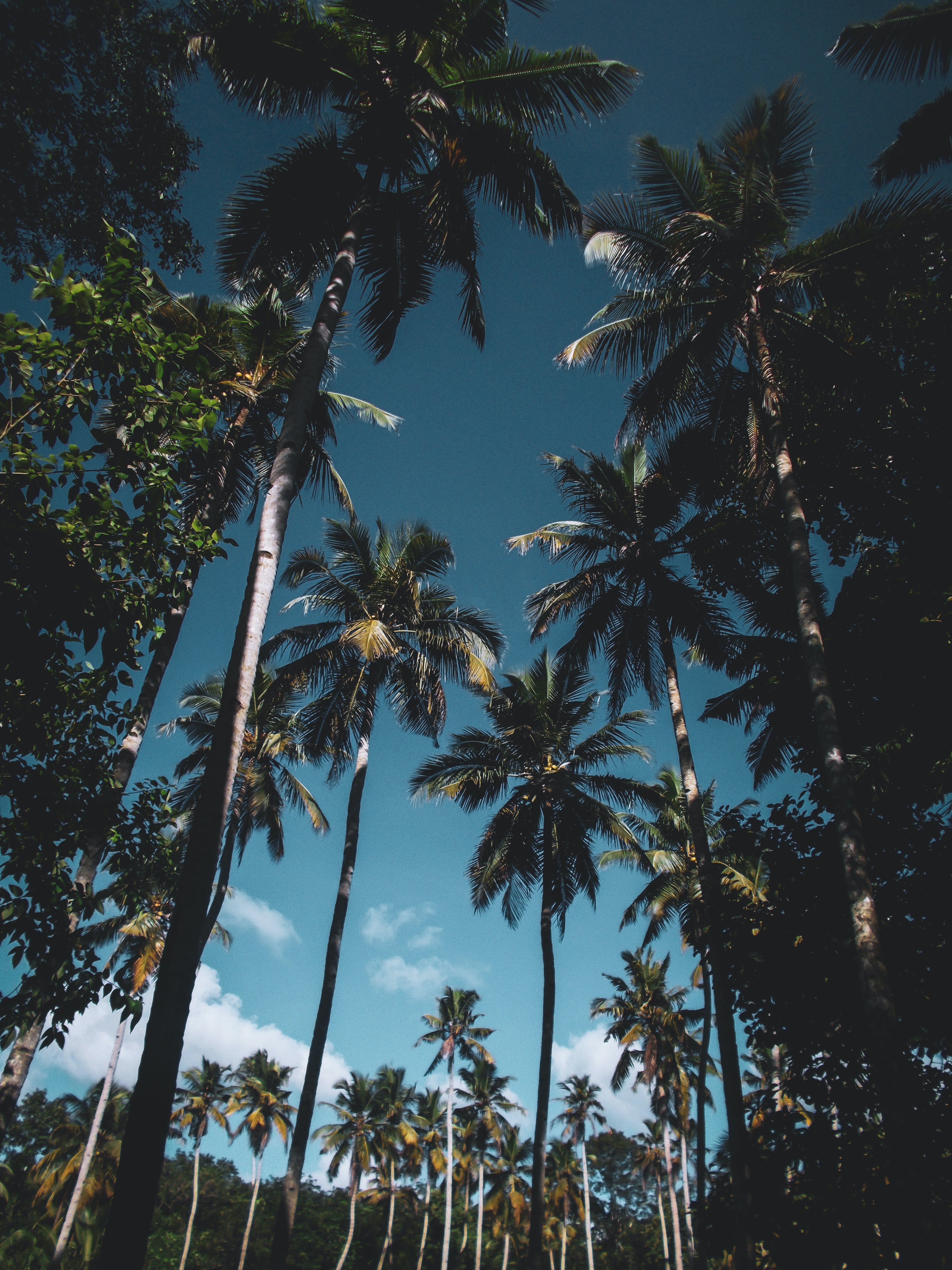 Free download wallpaper Trees, Tropical, Nature, Leaves, Palms on your PC desktop