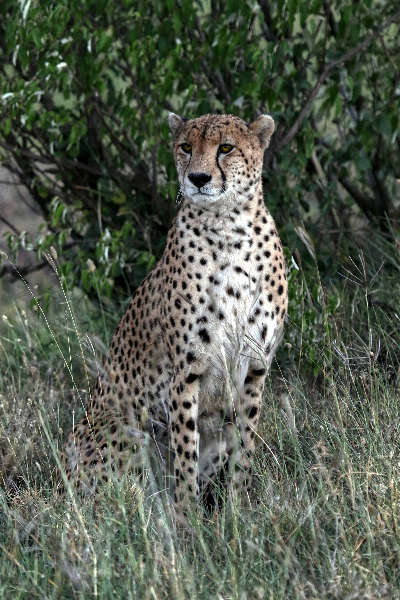 Mobile wallpaper leopard, big cat, animals, grass, predator, stains, spots