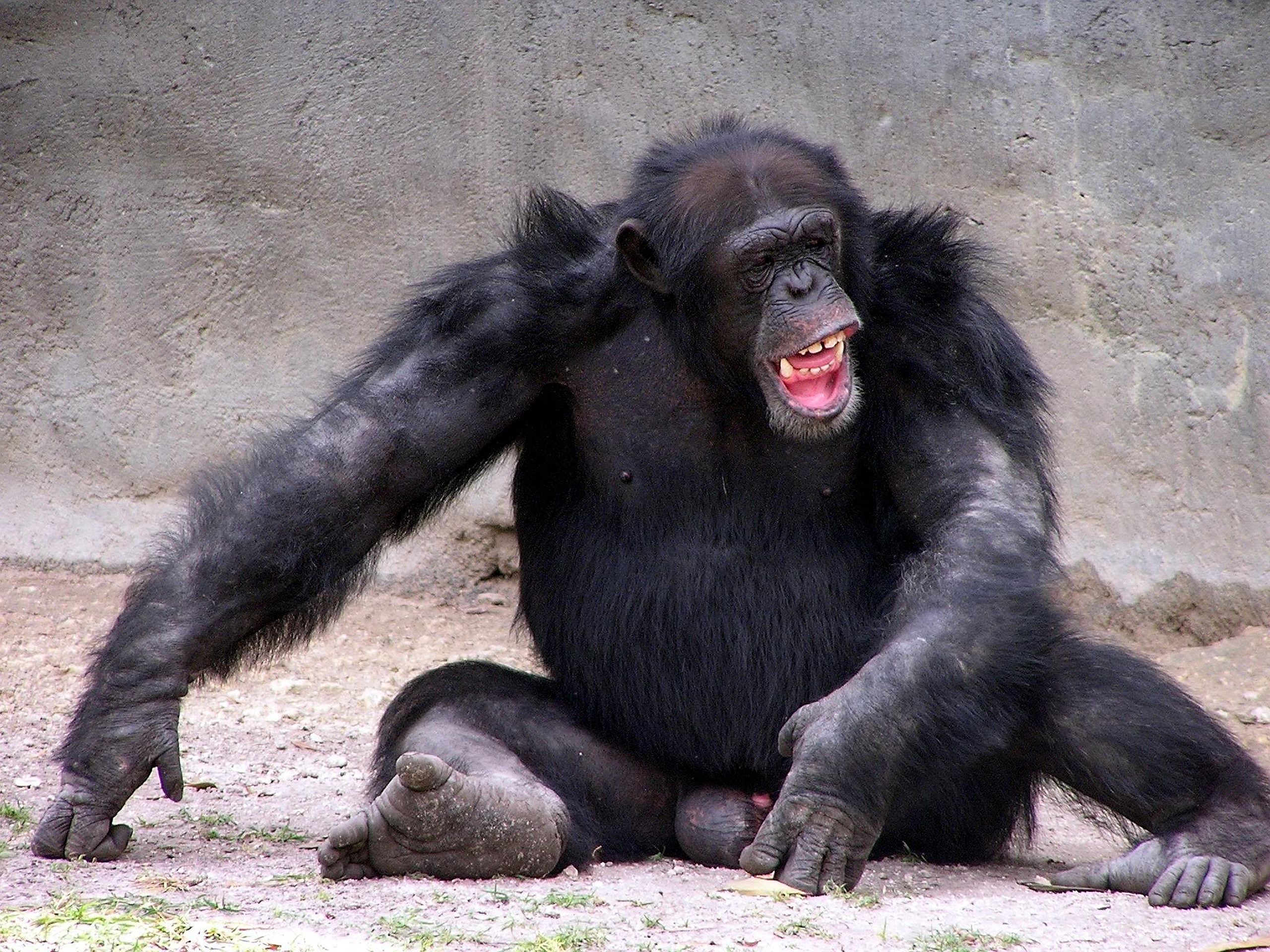 Скачать картинку Шимпанзе, Обезьяны, Животные в телефон бесплатно.
