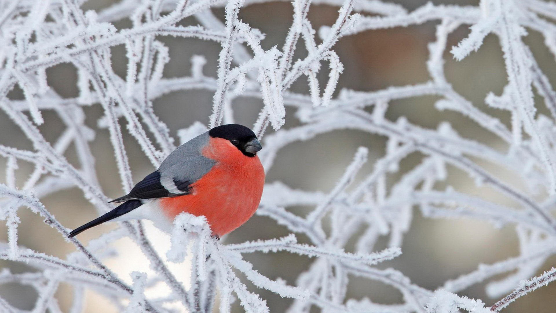 Download mobile wallpaper Winter, Bird, Animal, Bullfinch for free.