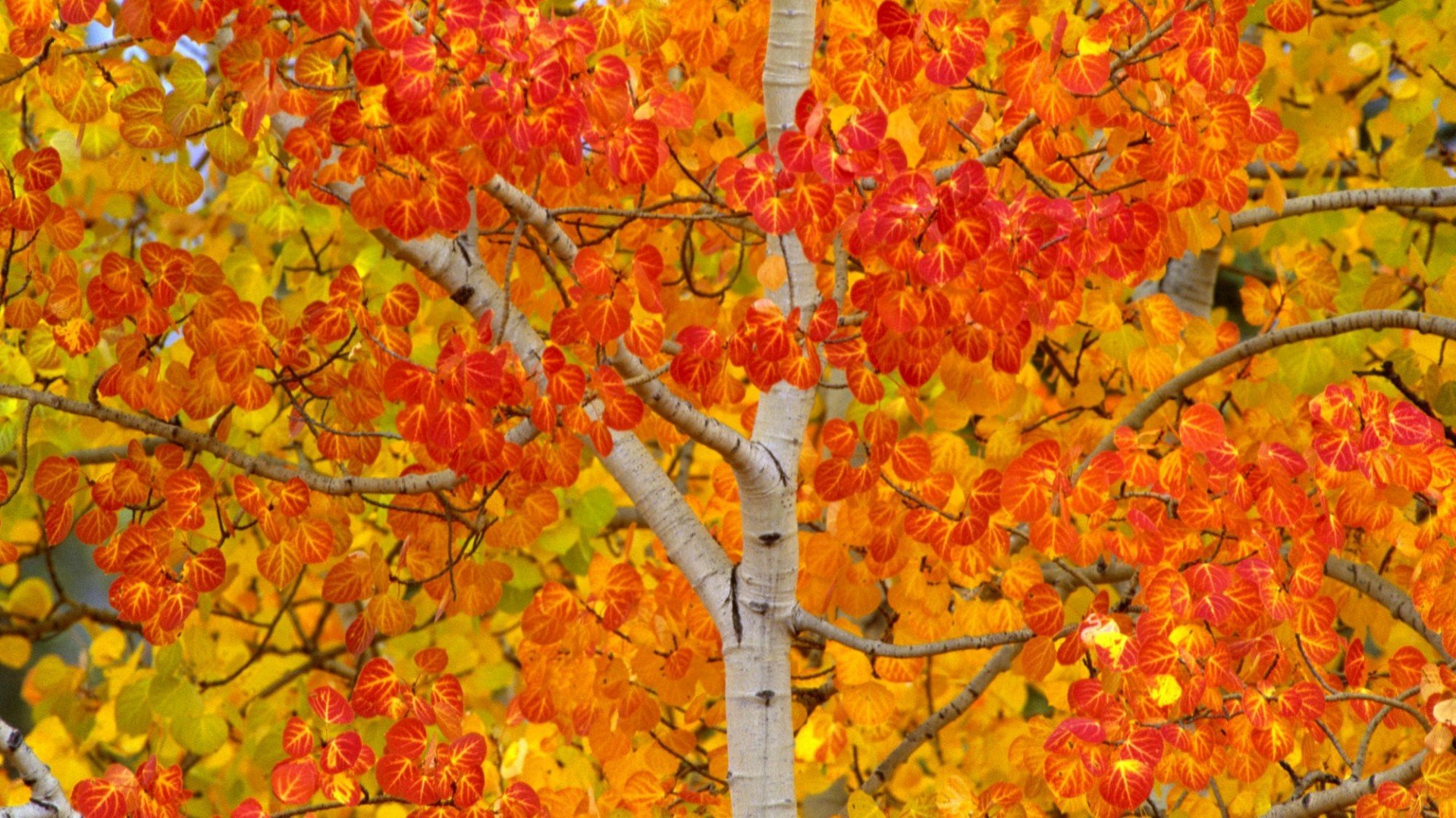 Laden Sie das Bäume, Baum, Erde/natur-Bild kostenlos auf Ihren PC-Desktop herunter