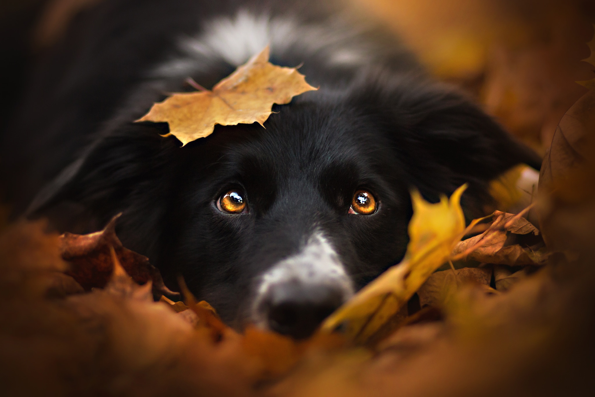 PCデスクトップに動物, 葉, 犬, ボーダーコリー, 見詰める画像を無料でダウンロード