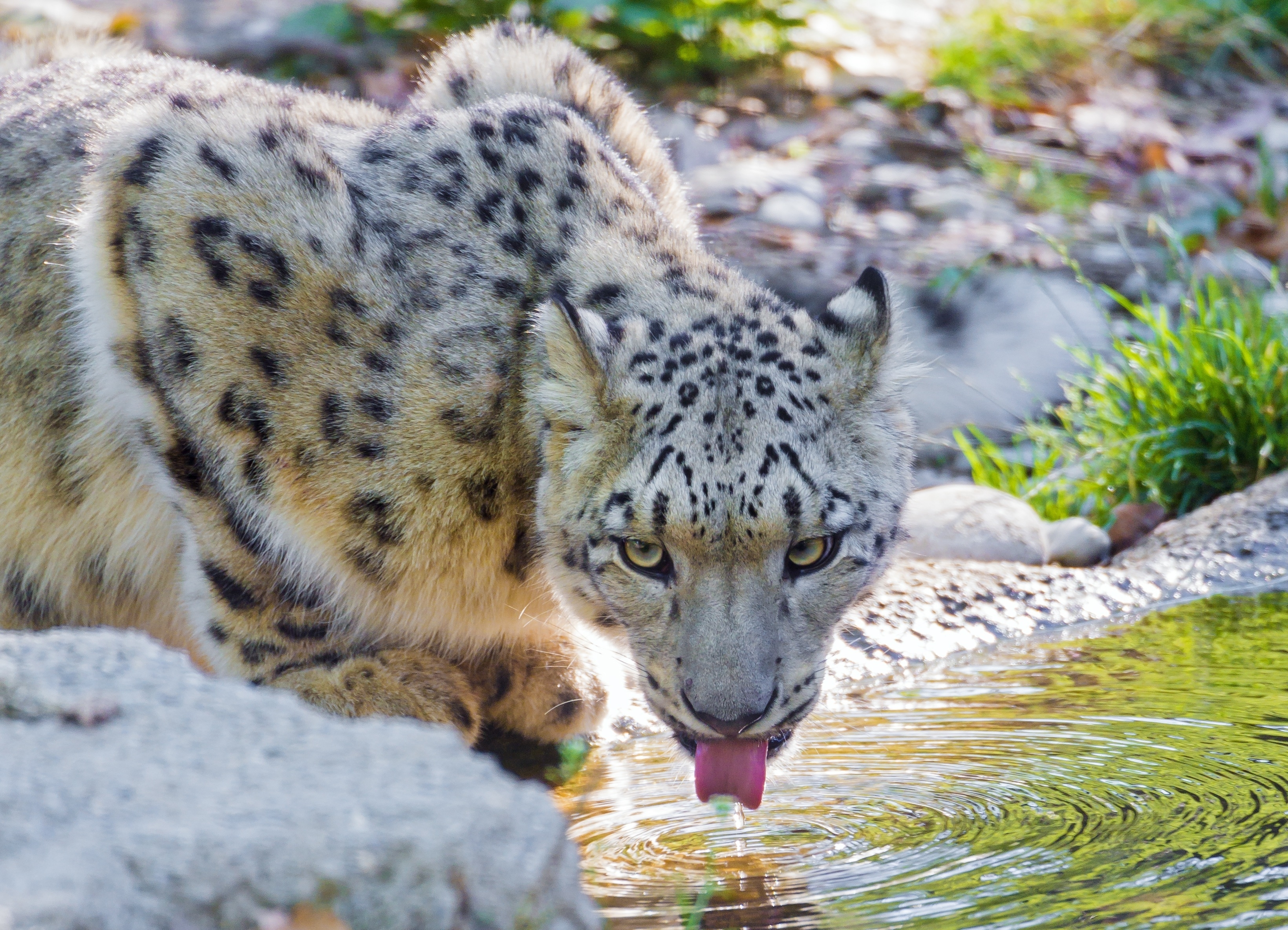 Laden Sie das Wasser, Trinken, Tiere, Schneeleopard-Bild kostenlos auf Ihren PC-Desktop herunter