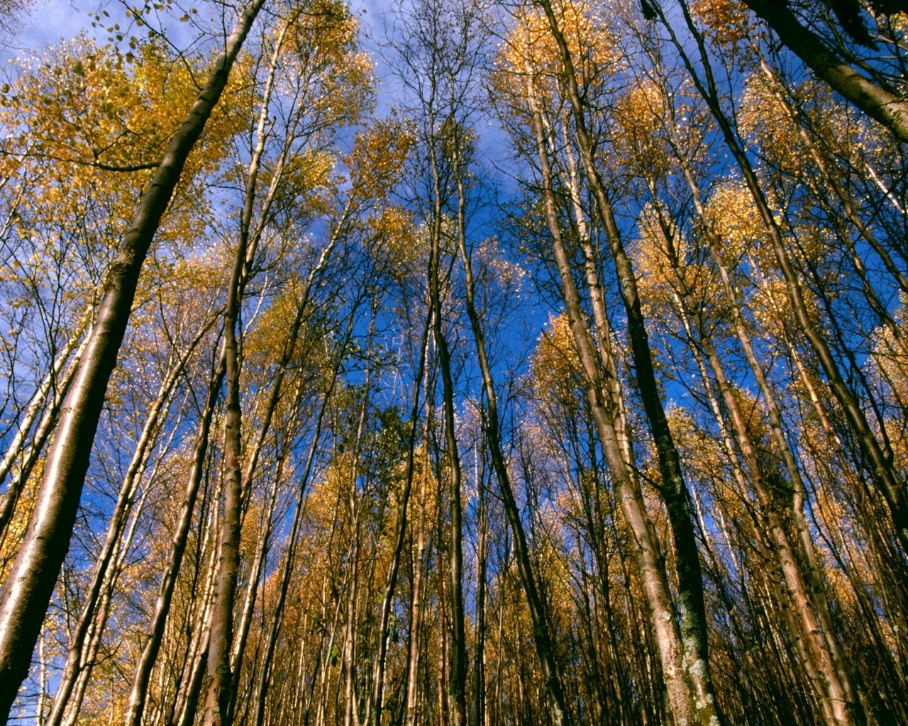 Téléchargez gratuitement l'image Arbre, Terre/nature sur le bureau de votre PC