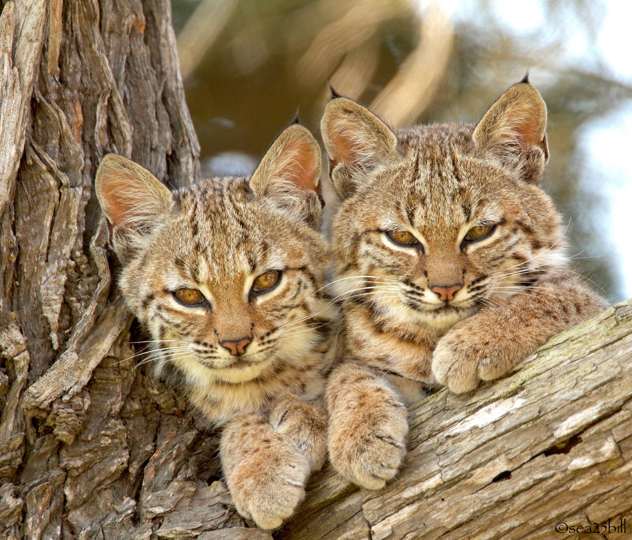 Laden Sie das Tiere, Katzen, Luchs, Starren-Bild kostenlos auf Ihren PC-Desktop herunter