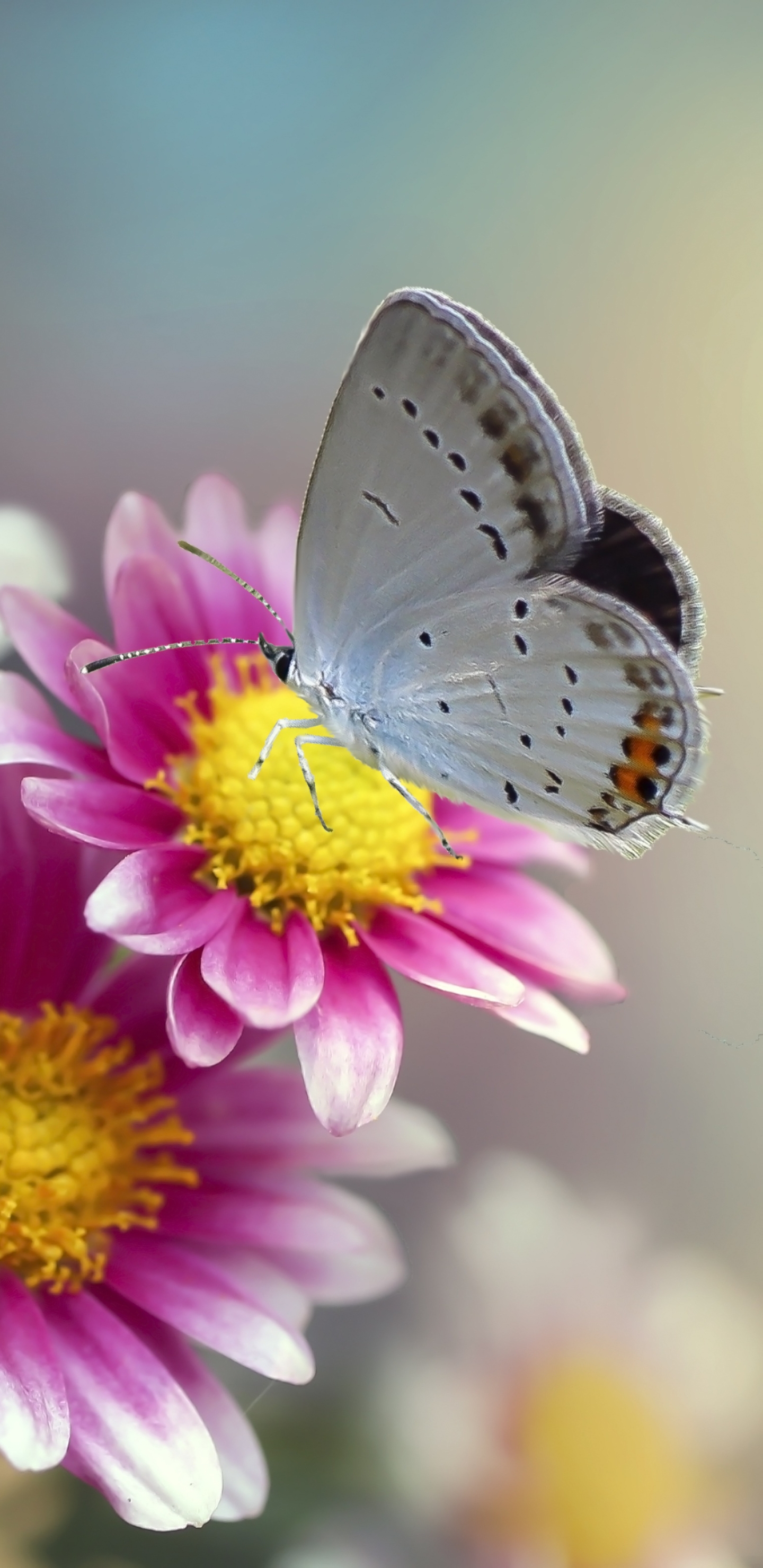 Download mobile wallpaper Chrysanthemum, Flower, Macro, Insect, Butterfly, Animal for free.