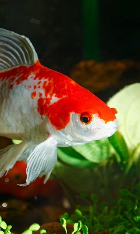 Download mobile wallpaper Animal, Fish, Goldfish for free.
