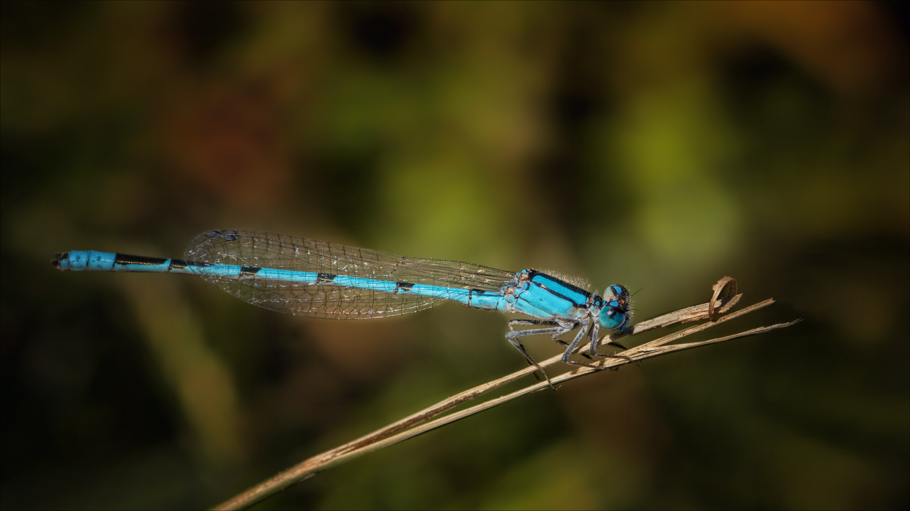 Free download wallpaper Insects, Insect, Animal, Dragonfly on your PC desktop