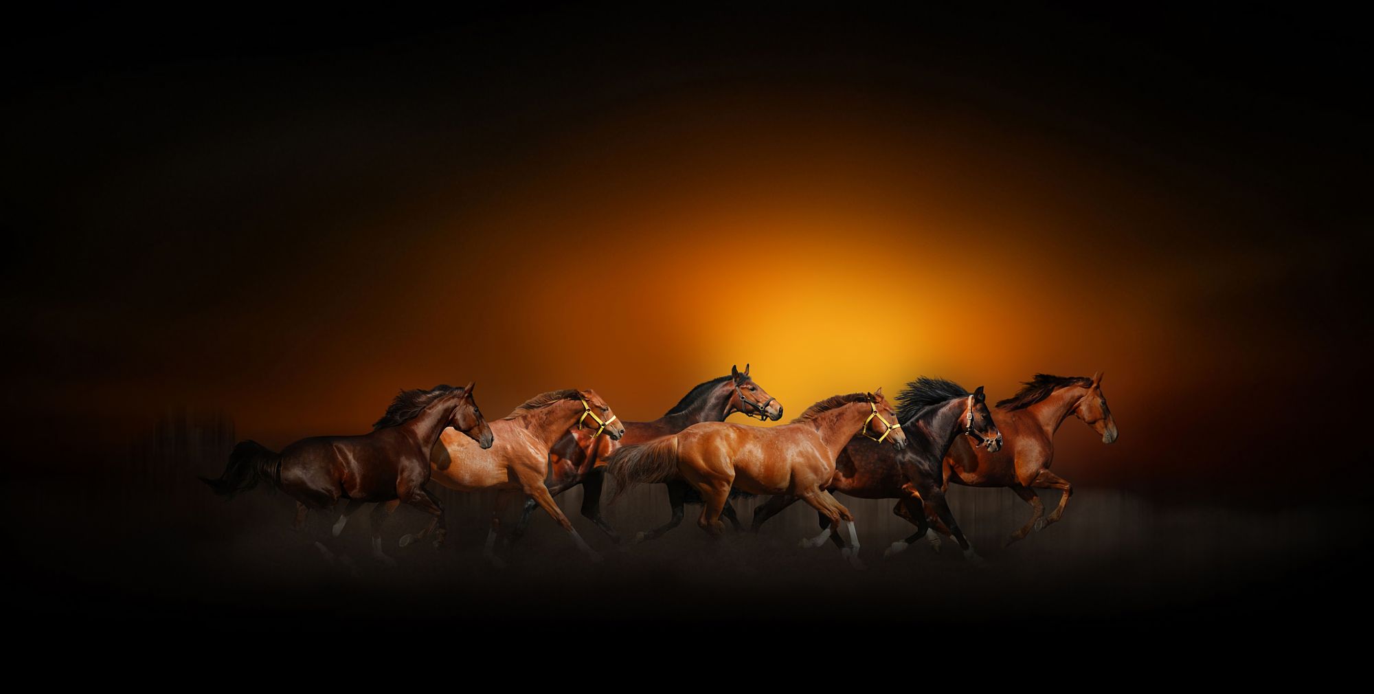 horse, sunset, animal, running