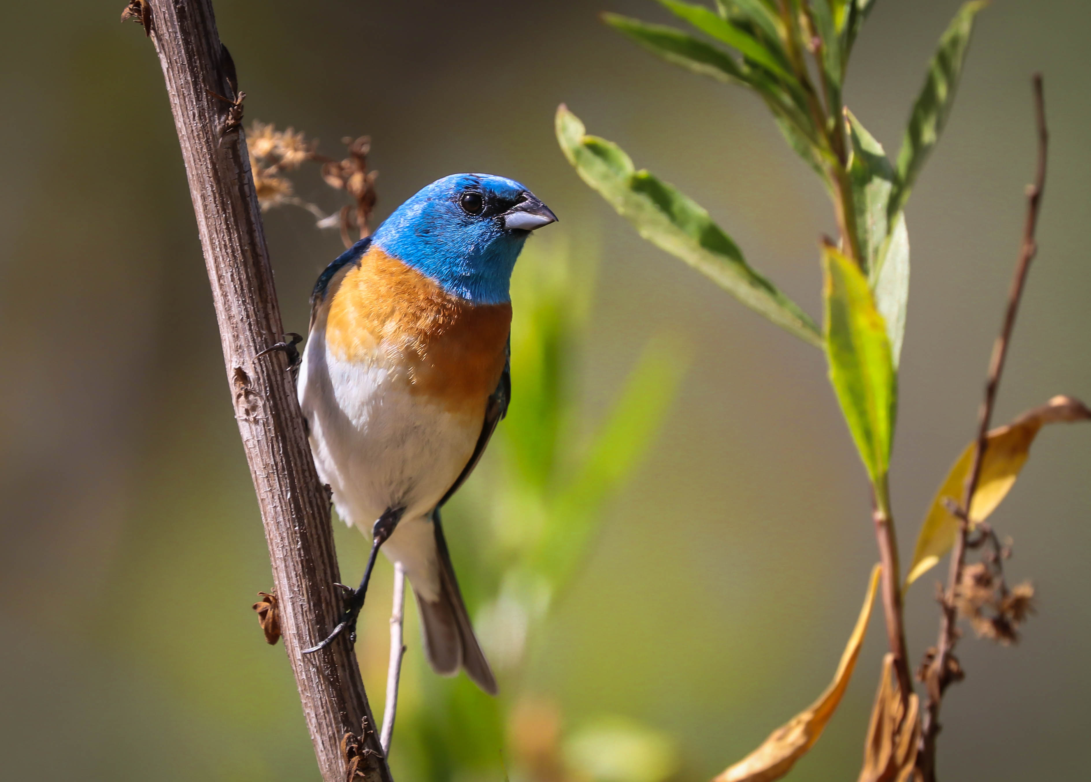 Baixe gratuitamente a imagem Animais, Aves, Pássaro, Lazuli Bunting na área de trabalho do seu PC