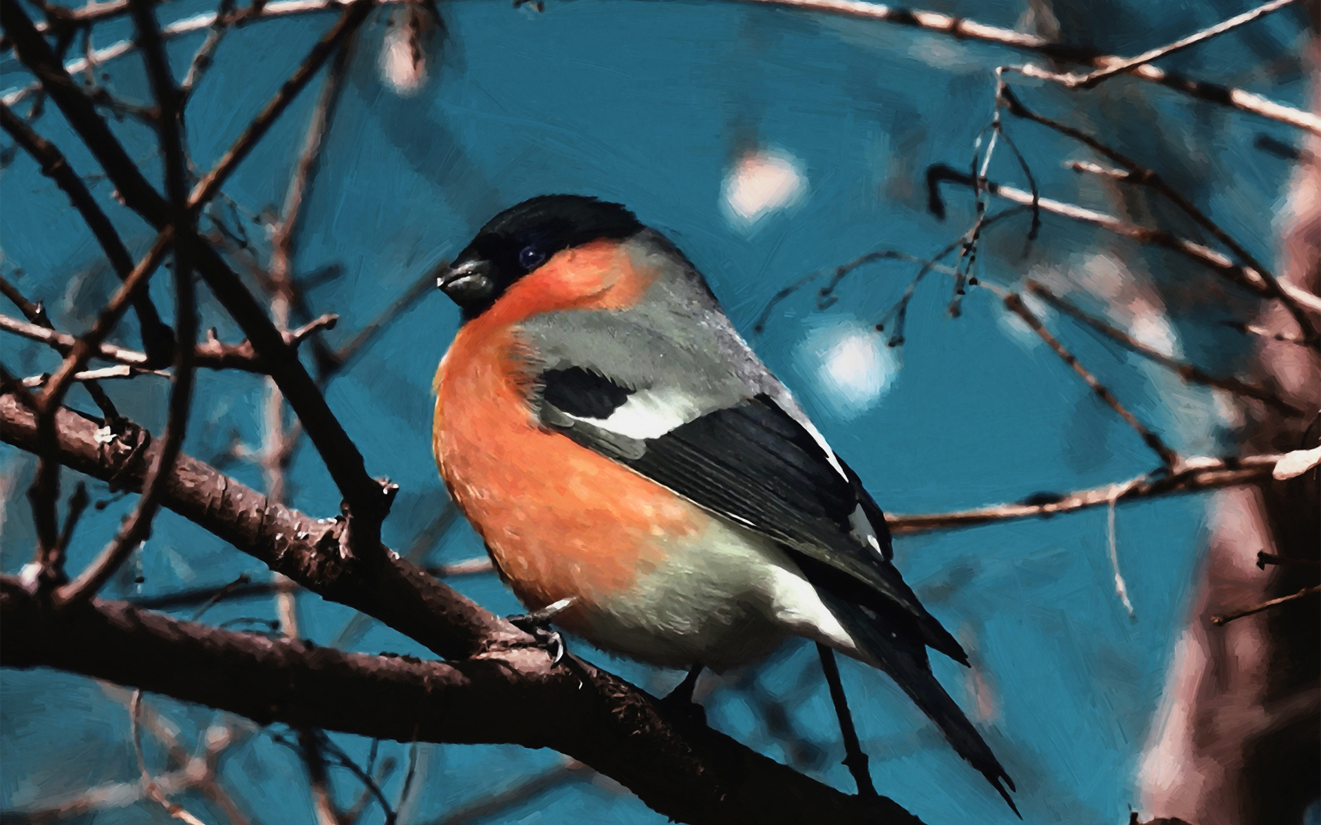 Baixe gratuitamente a imagem Pássaro, Aves, Animais na área de trabalho do seu PC
