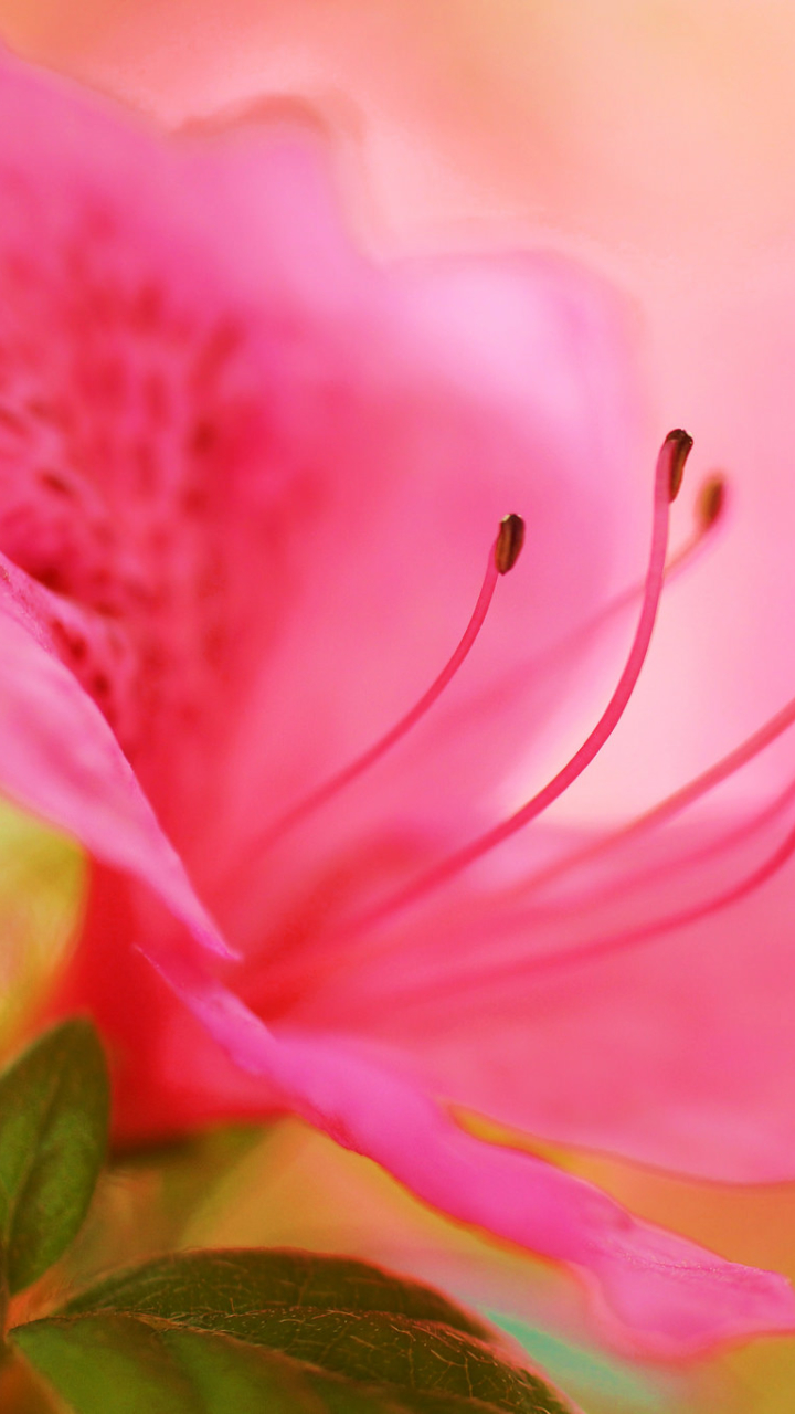 Download mobile wallpaper Nature, Flowers, Flower, Macro, Earth, Azalea, Pink Flower for free.