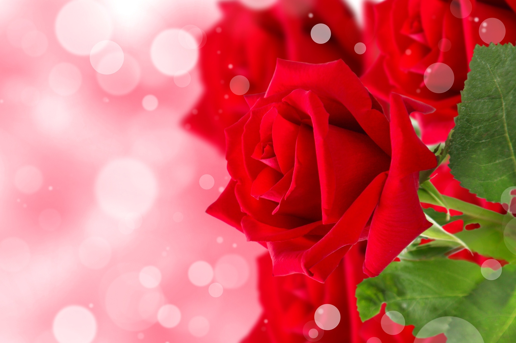Free download wallpaper Flowers, Rose, Bud, Earth, Petal, Red Rose on your PC desktop