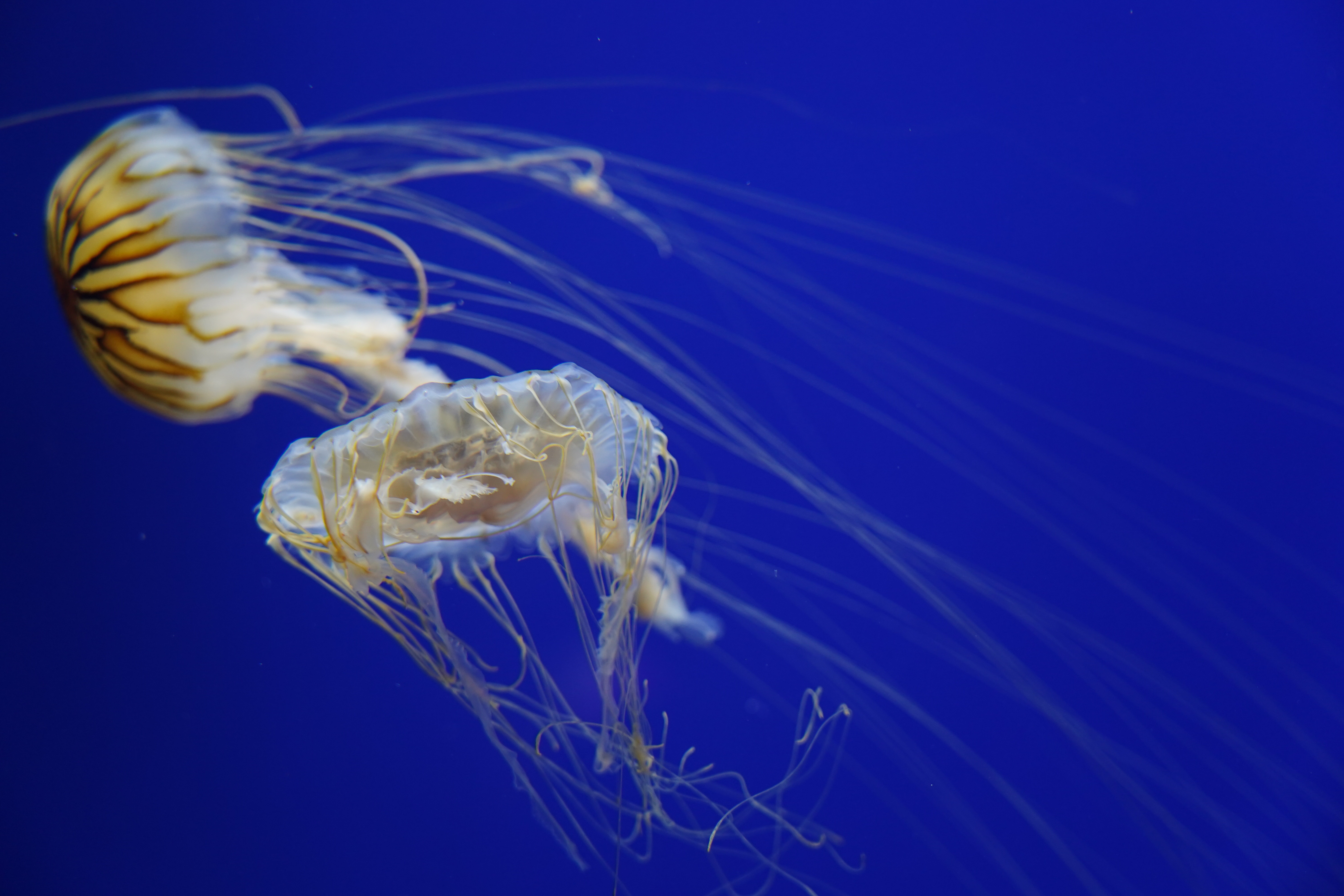 Free download wallpaper Jellyfish, Fishes, Animal, Sea Life on your PC desktop