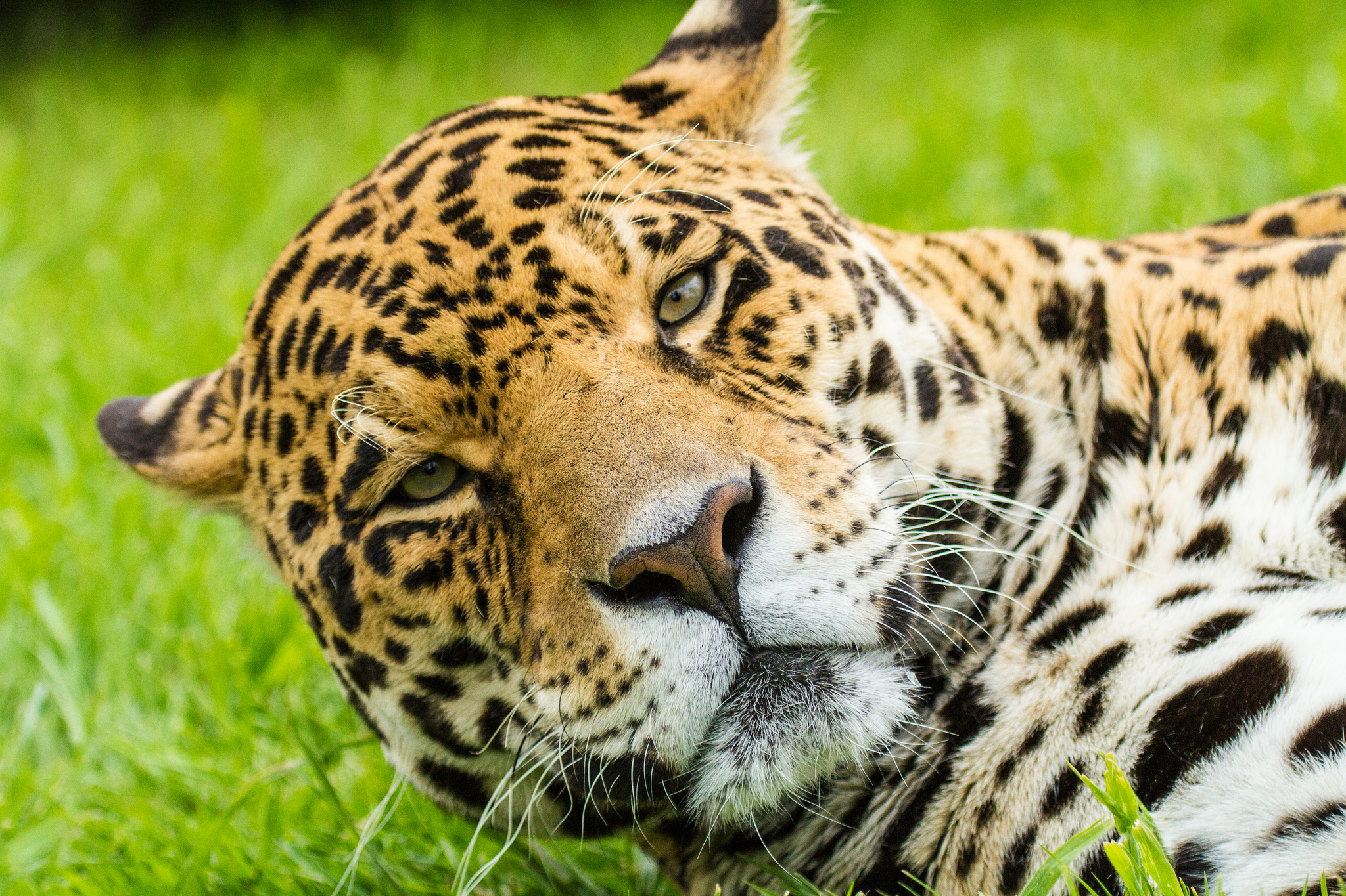 Descarga gratis la imagen Animales, Gatos, Jaguar en el escritorio de tu PC