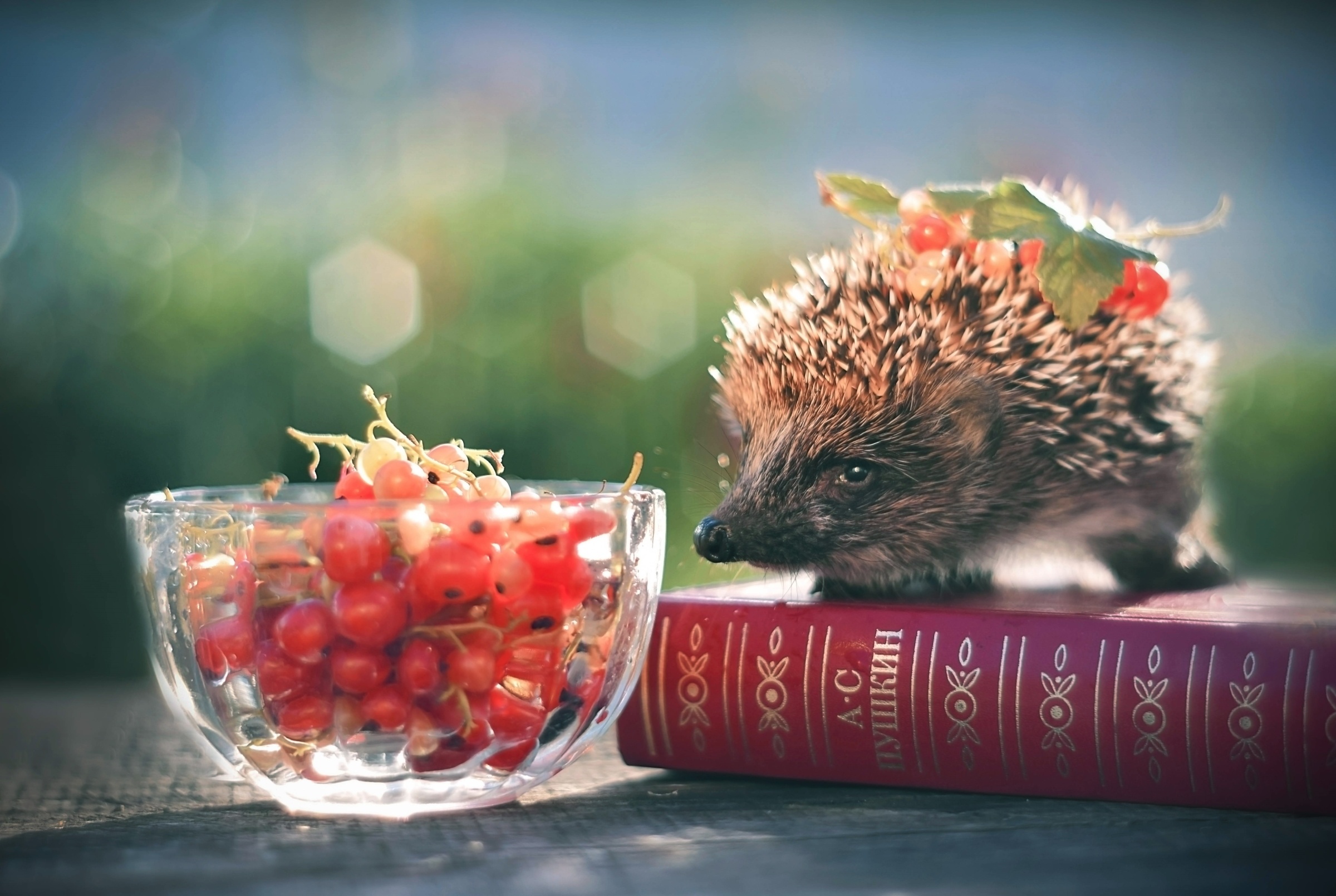 Handy-Wallpaper Tiere, Igel, Johannisbeeren kostenlos herunterladen.