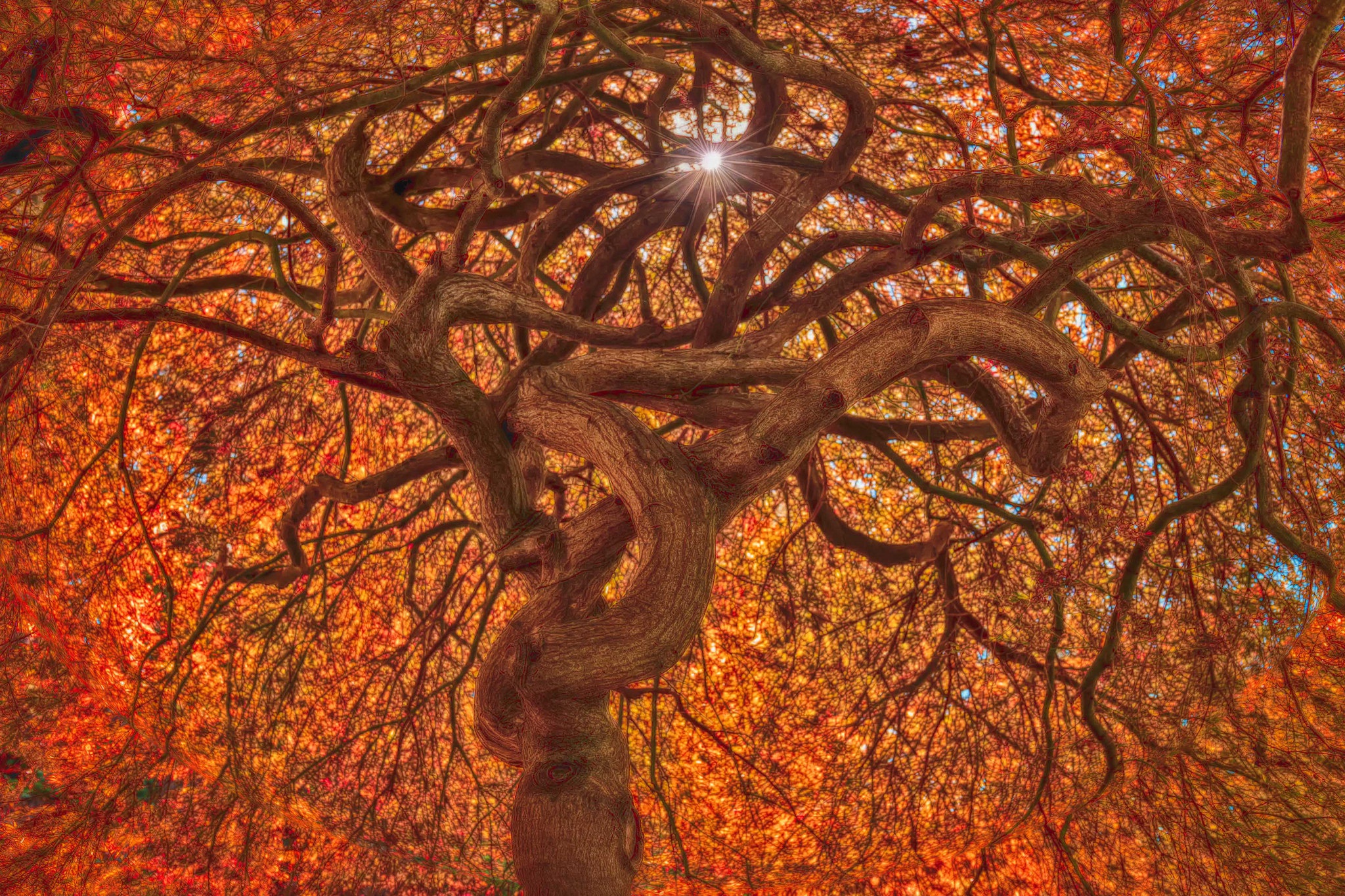 Скачать картинку Природа, Деревья, Осень, Дерево, Ветка, Земля/природа, Витое Дерево в телефон бесплатно.