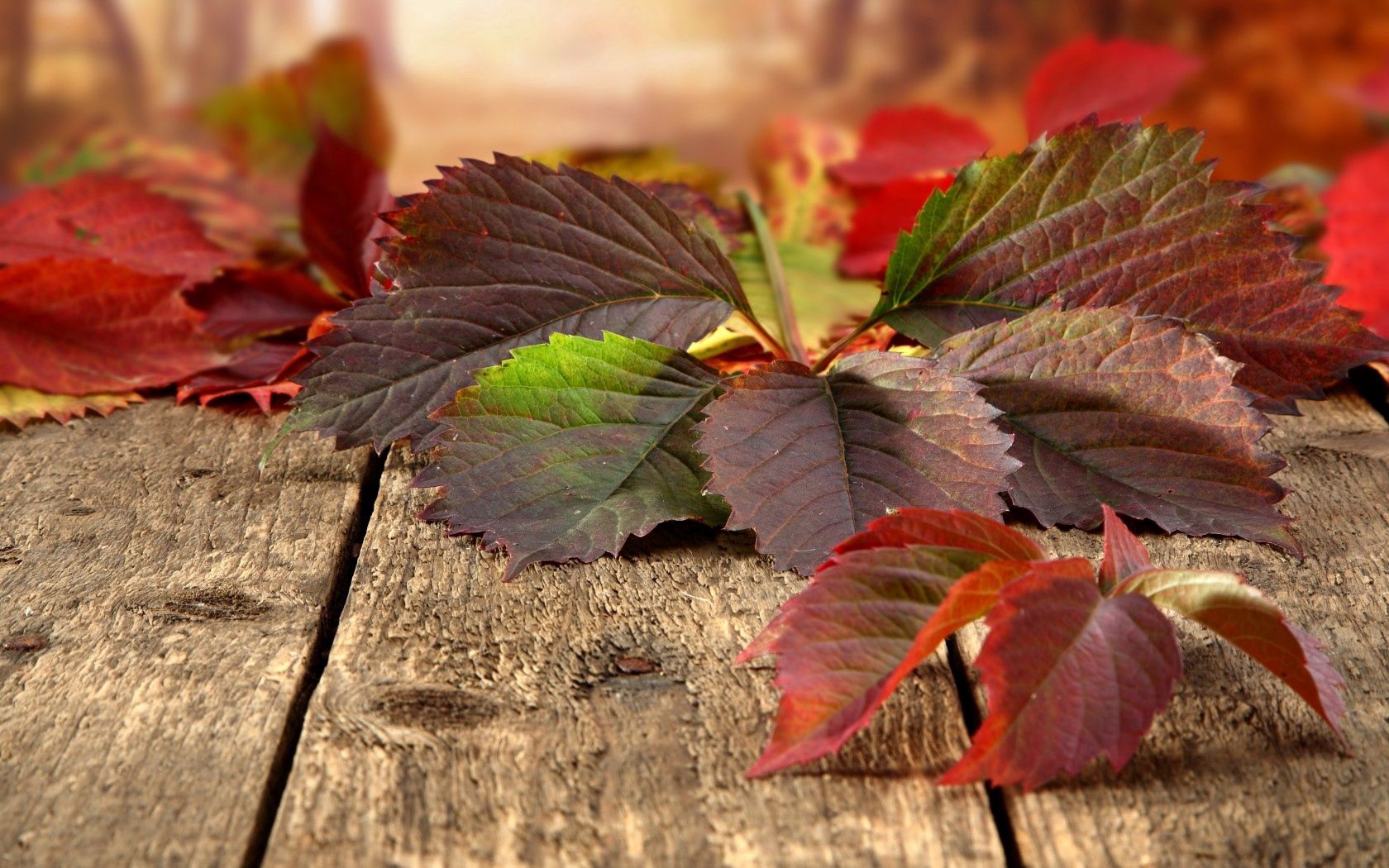 autumn, nature, leaves, macro, planks, board