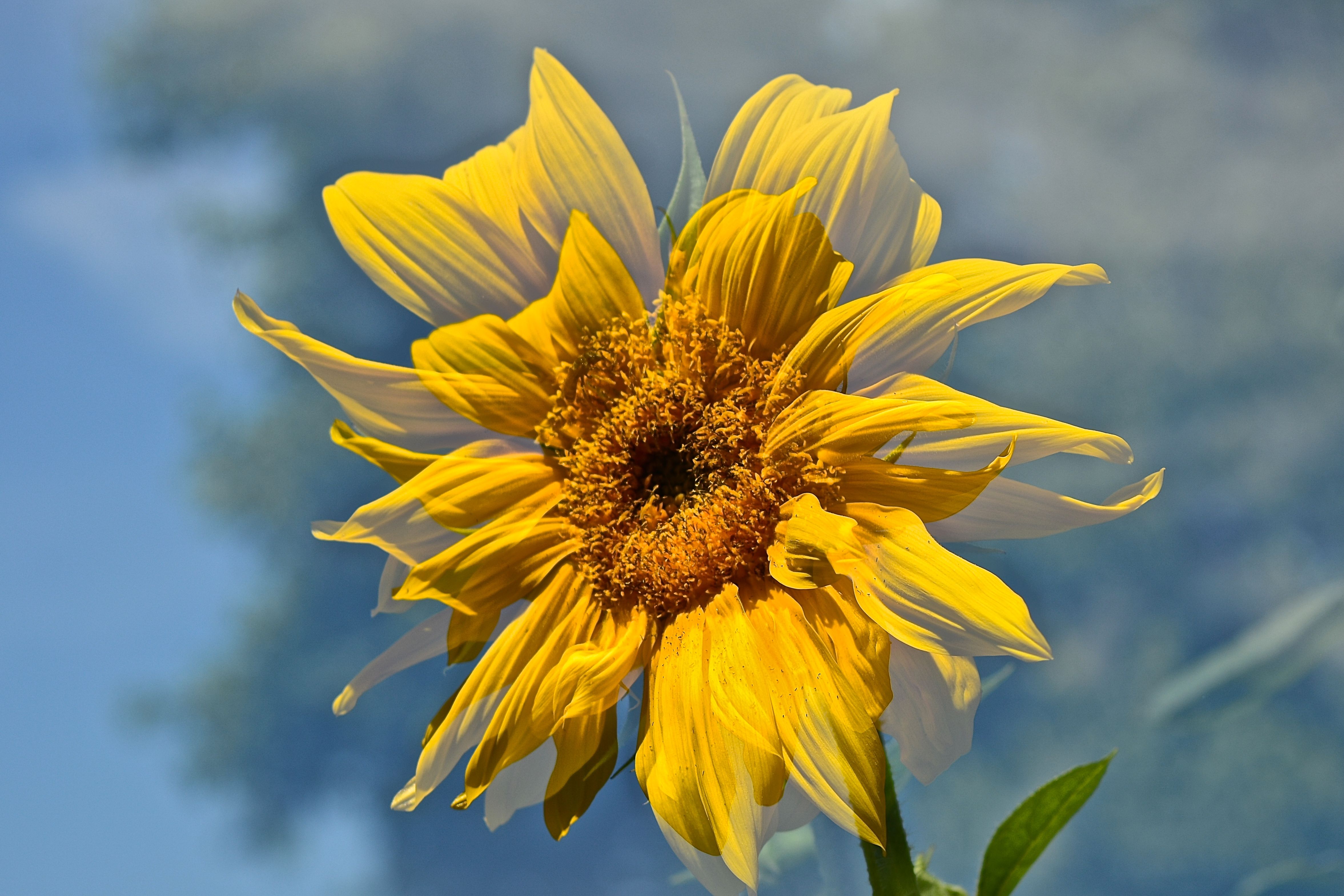 Free download wallpaper Flowers, Earth, Sunflower on your PC desktop