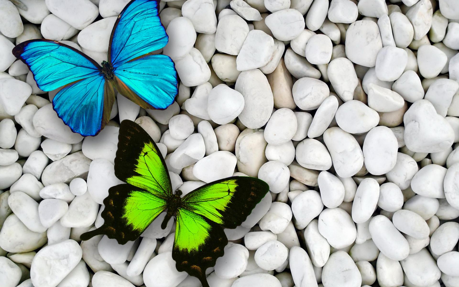 white, green, artistic, butterfly, blue, pebbles, stone
