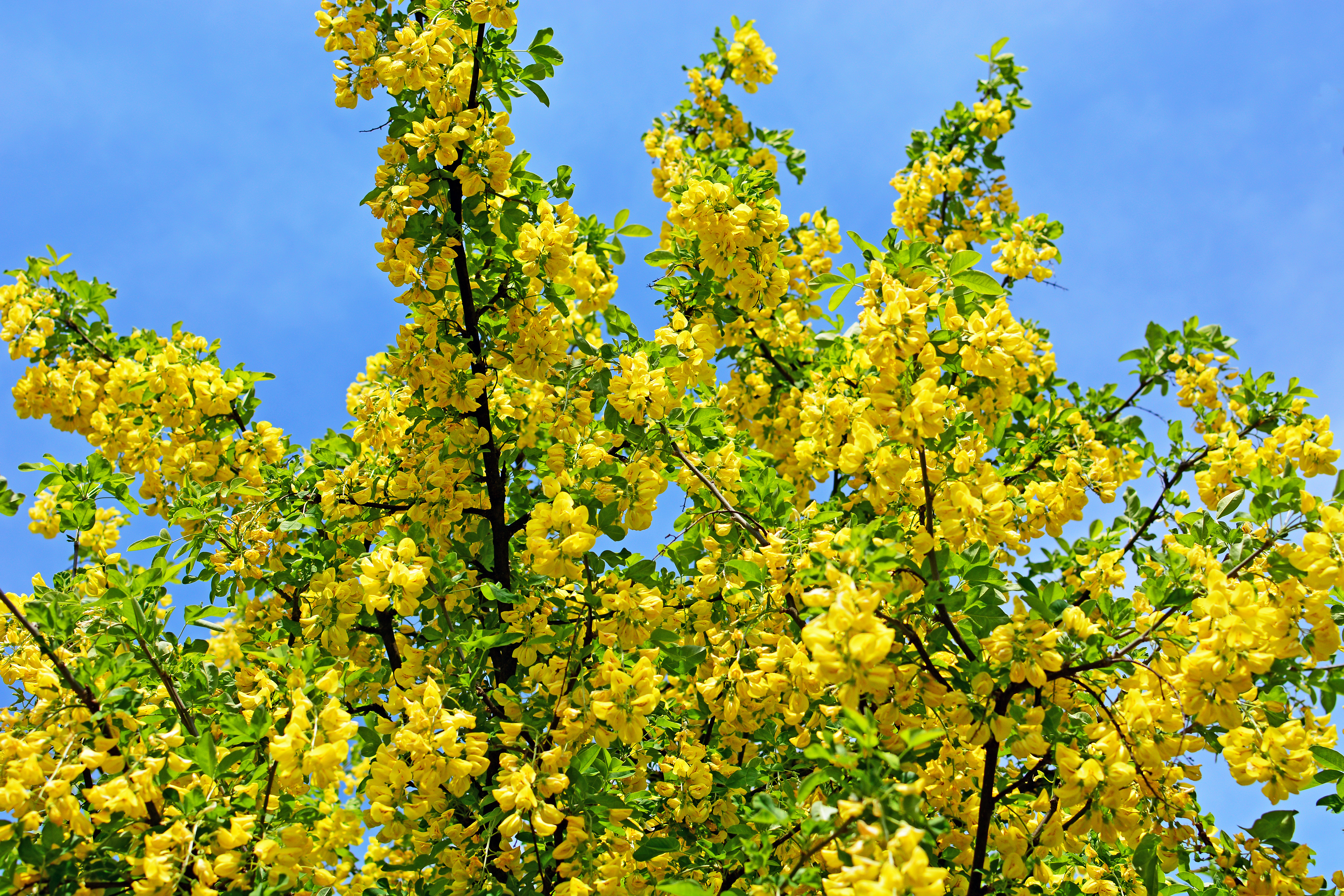 Téléchargez des papiers peints mobile Fleurs, Fleur, Floraison, Fleur Jaune, Terre/nature gratuitement.