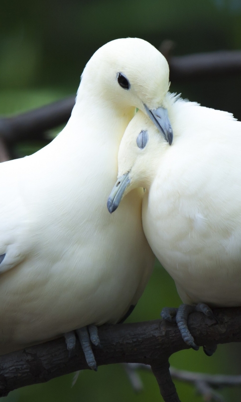 1122633 baixar papel de parede animais, pomba, ramo, pomba branca, casal, aves - protetores de tela e imagens gratuitamente