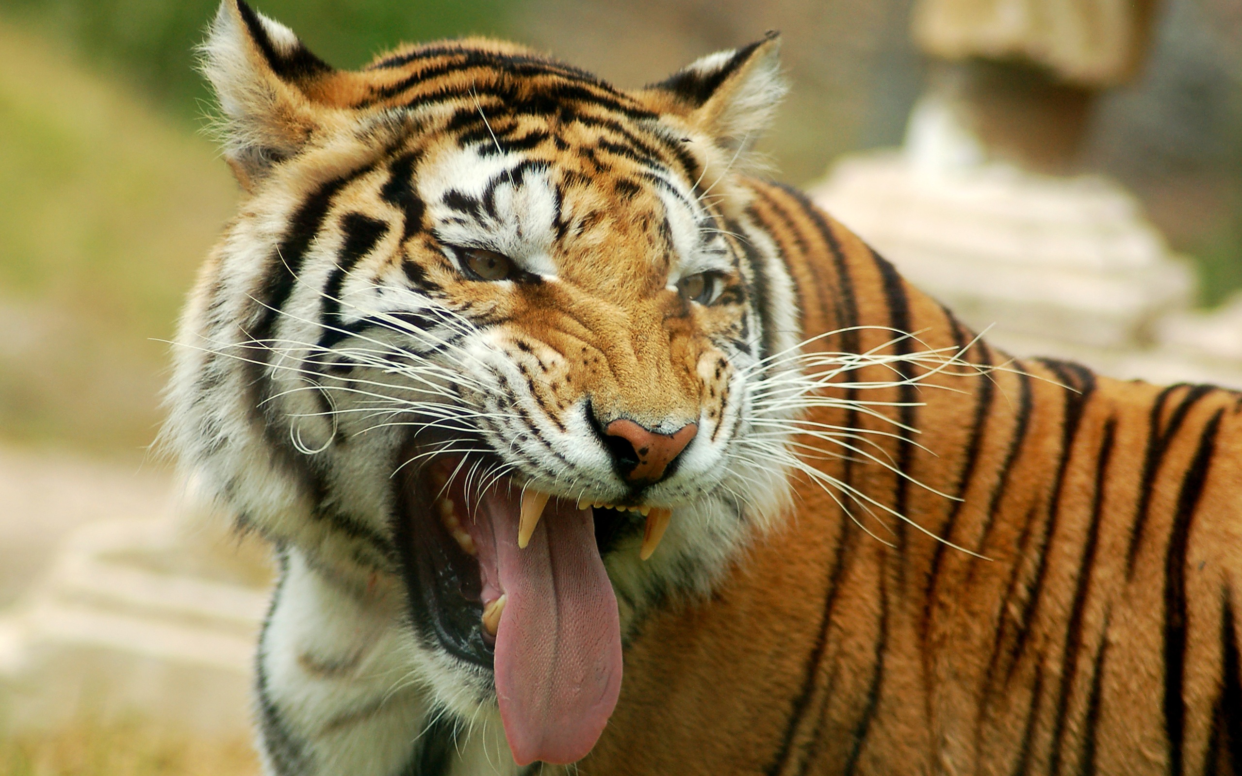 Baixar papel de parede para celular de Gatos, Animais, Tigre gratuito.