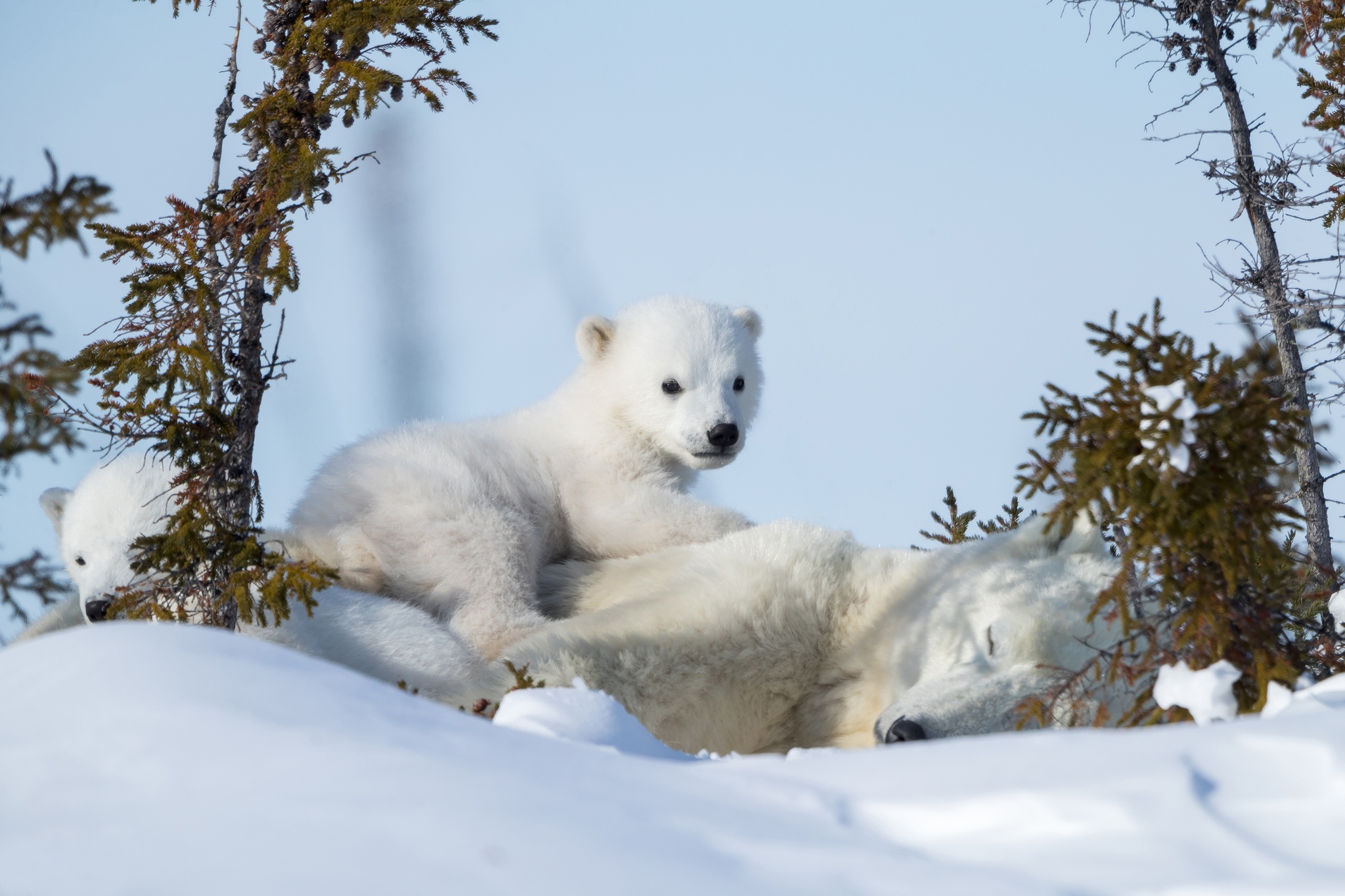 Download mobile wallpaper Winter, Snow, Bears, Animal, Polar Bear, Baby Animal, Cub for free.