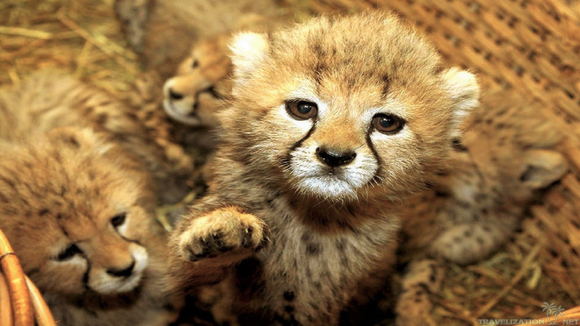 Download mobile wallpaper Cheetah, Animal, Basket, Cute, Baby Animal for free.