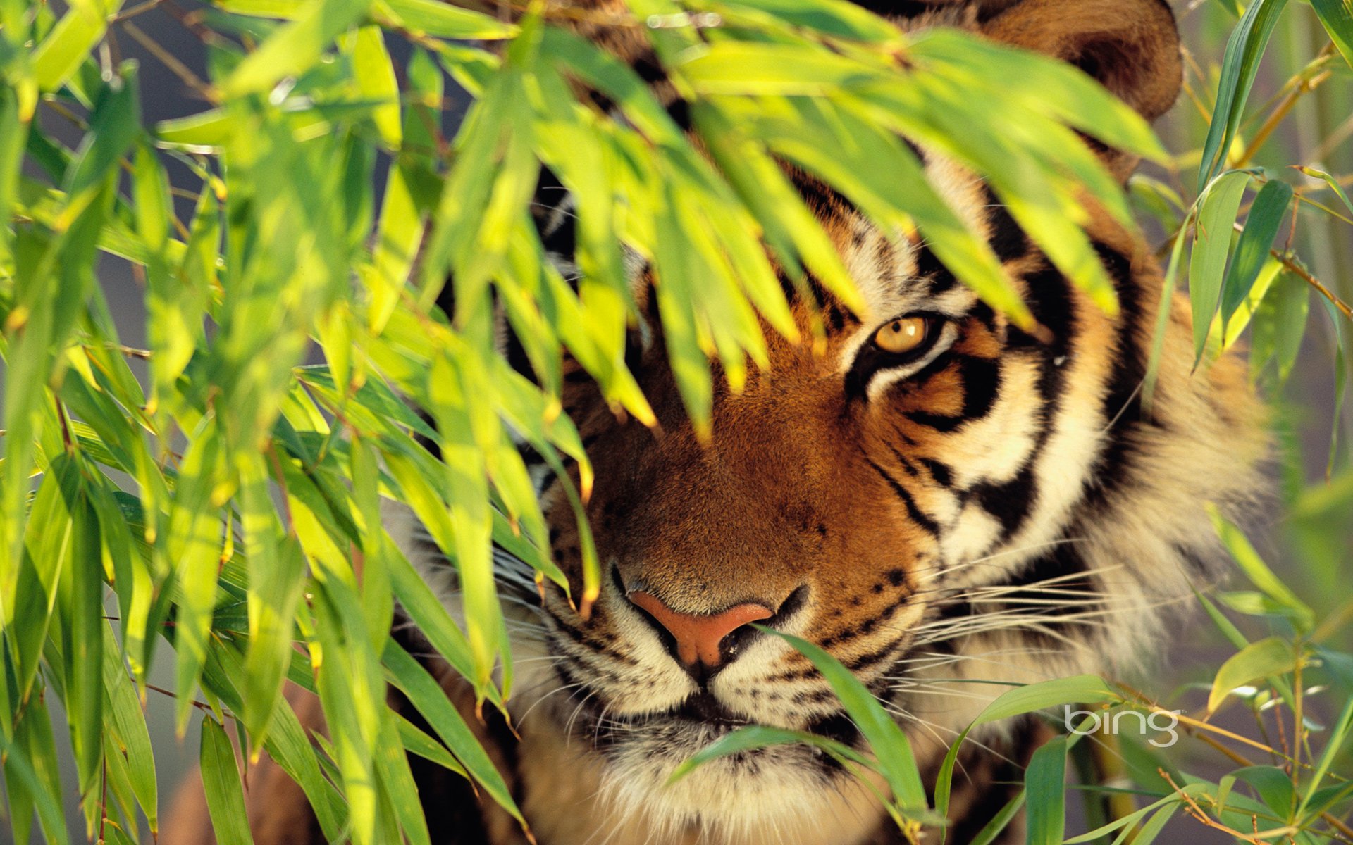 Handy-Wallpaper Tiere, Tiger kostenlos herunterladen.