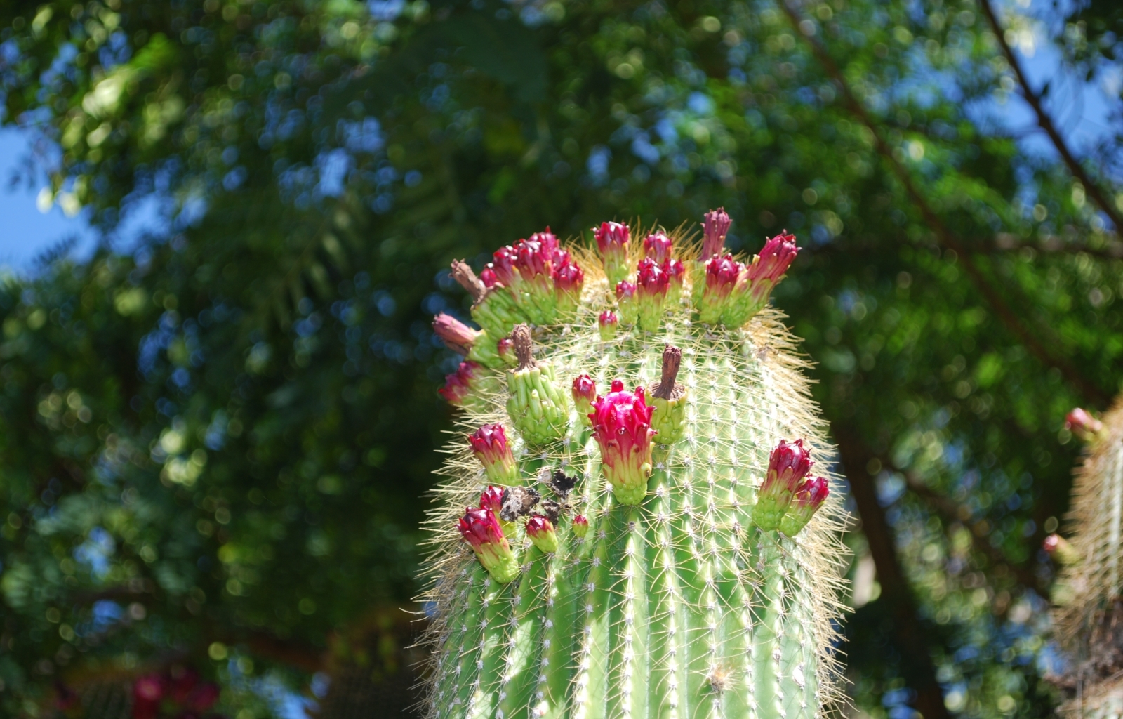 plants, cactuses cellphone