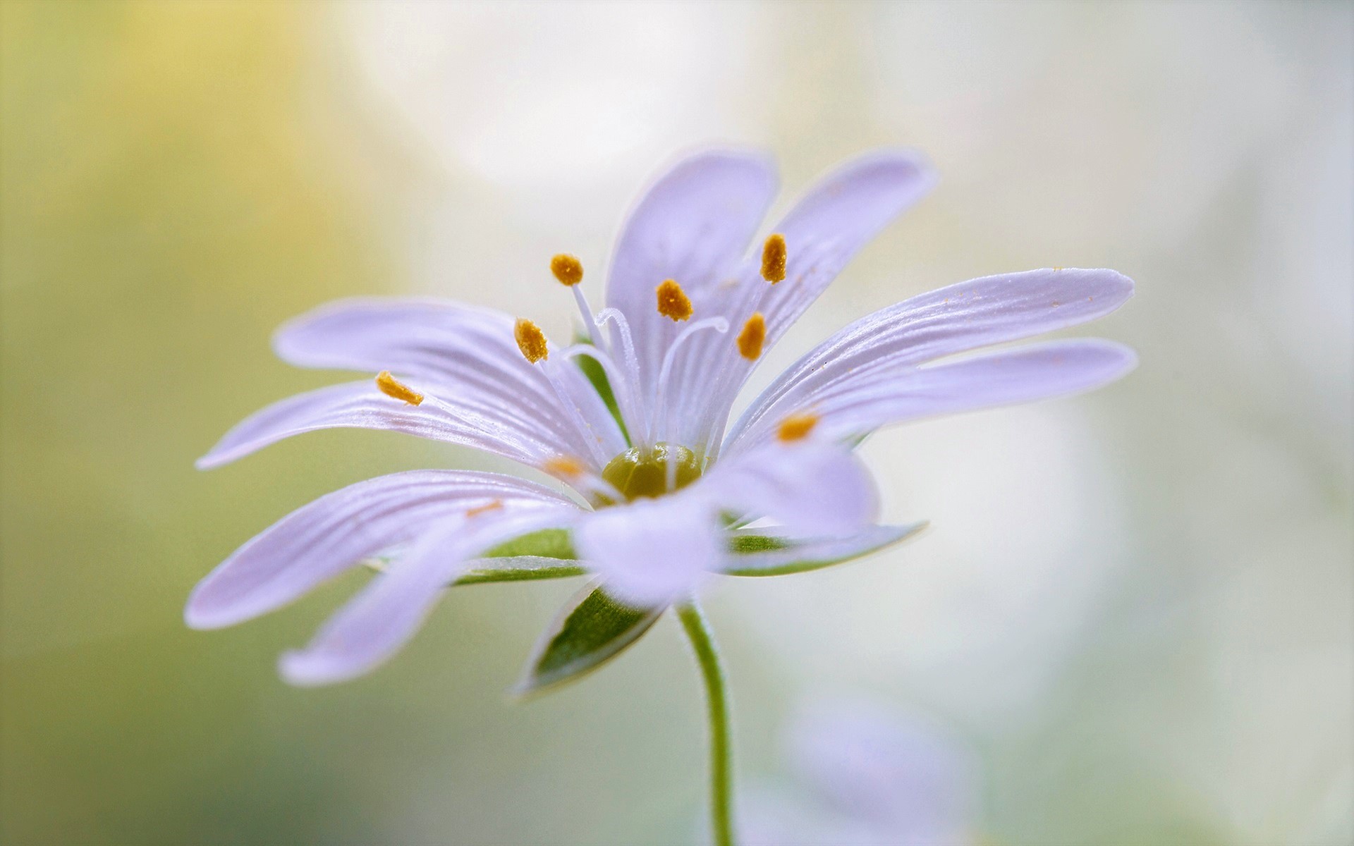 Laden Sie das Blumen, Blume, Makro, Weiße Blume, Erde/natur-Bild kostenlos auf Ihren PC-Desktop herunter