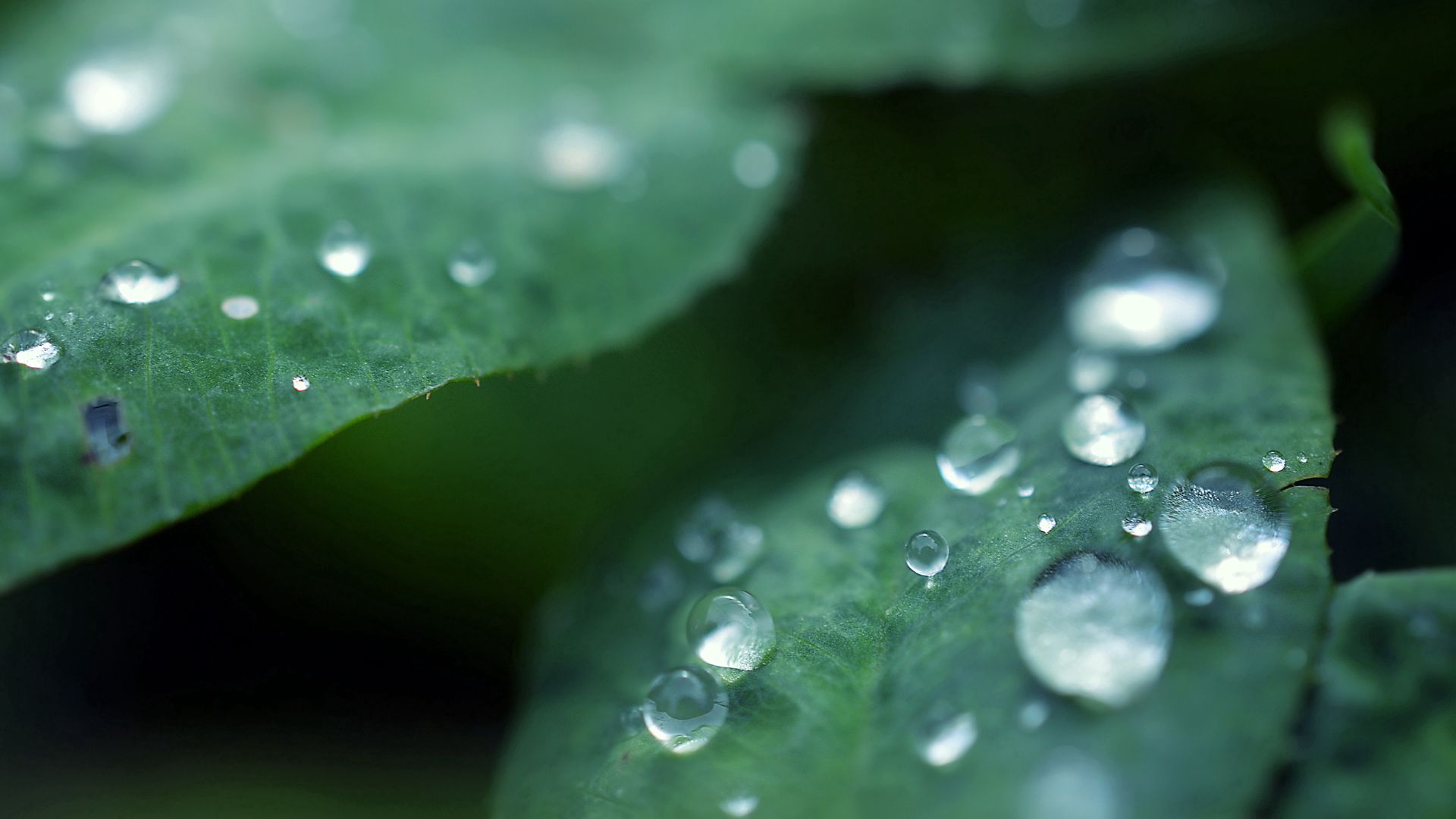 Download mobile wallpaper Macro, Leaves, Dew, Drops, Smooth, Surface, Blur for free.