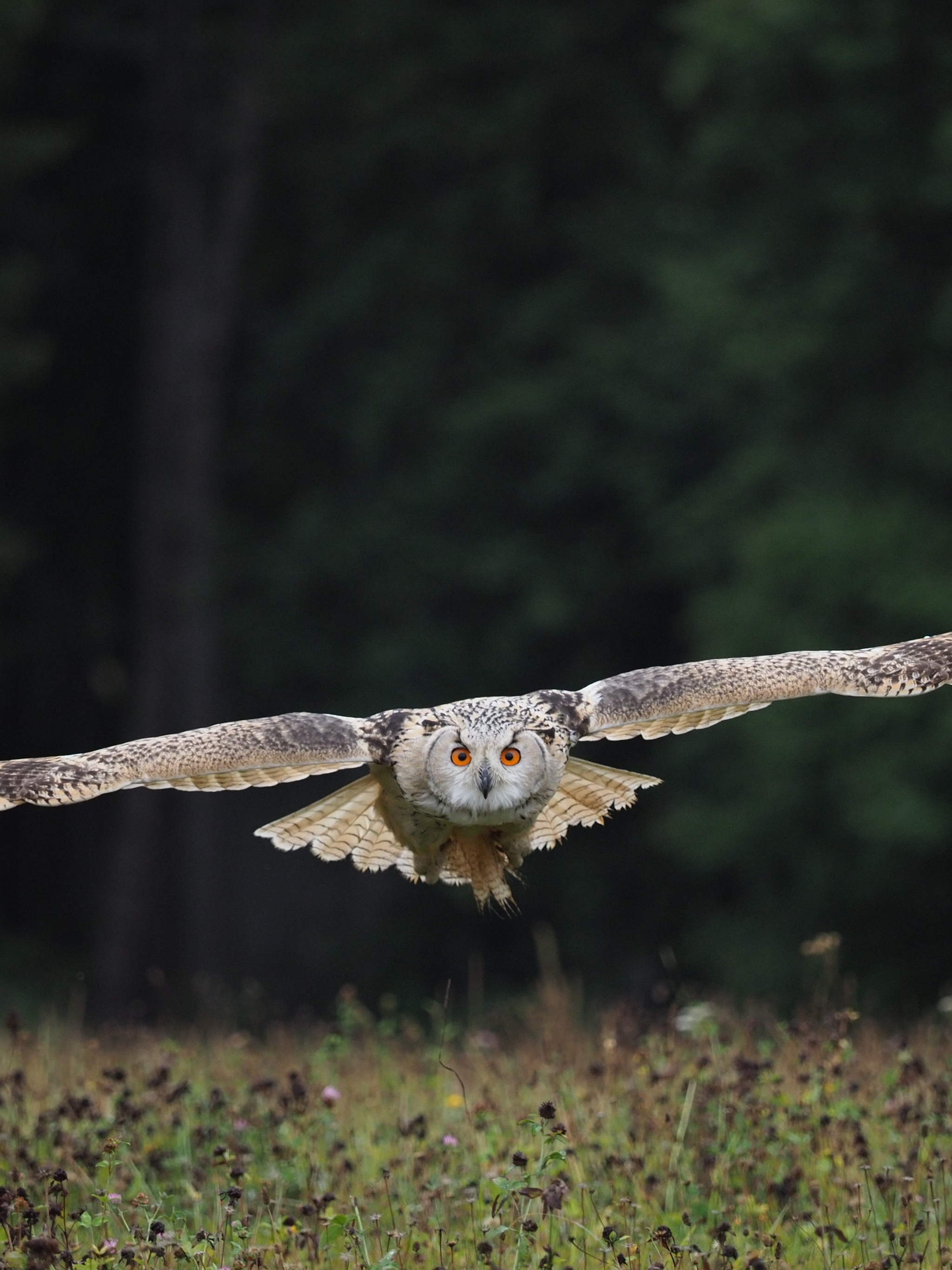 PCデスクトップに動物, 鳥, フクロウ画像を無料でダウンロード