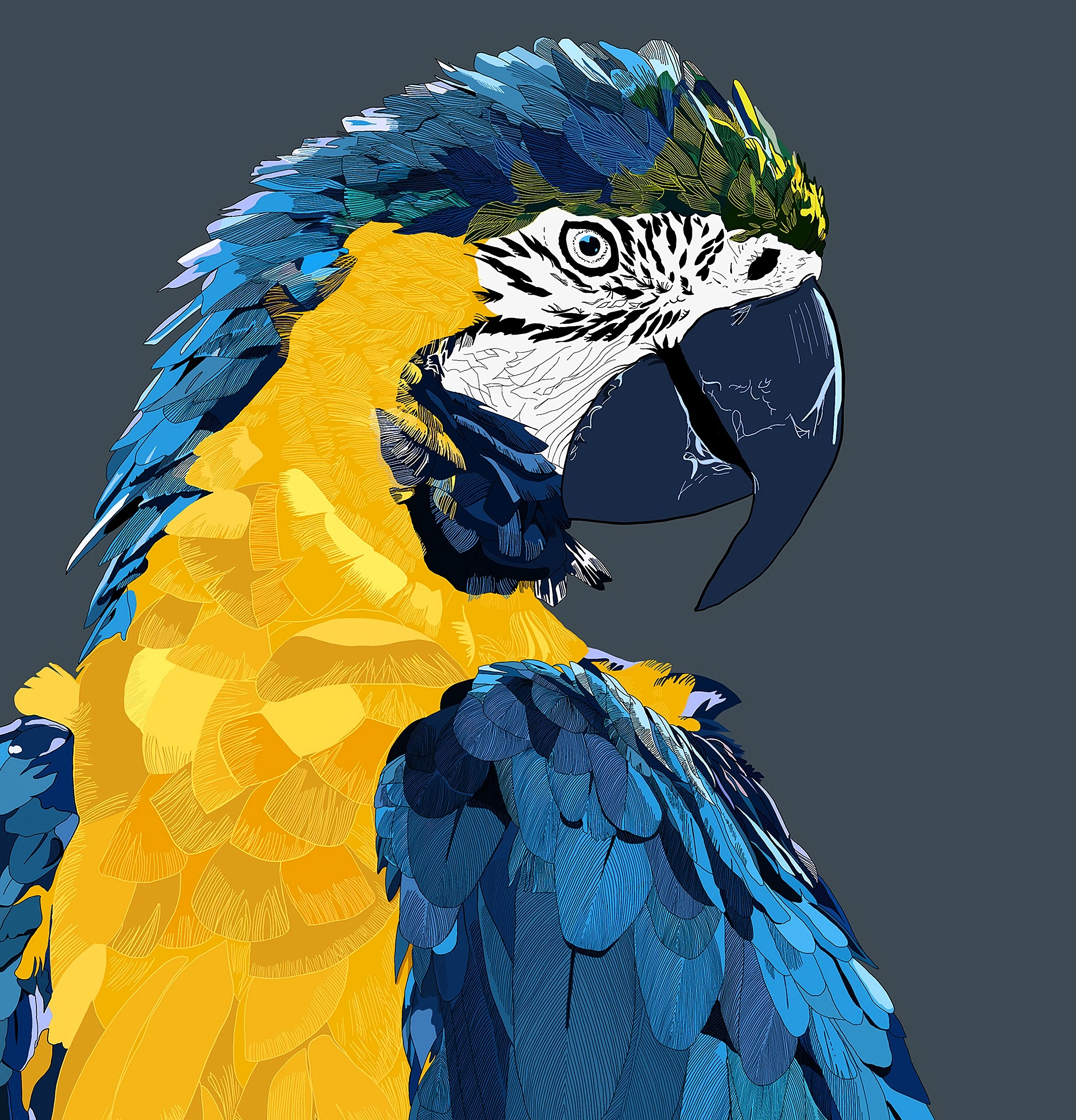 Download mobile wallpaper Animals, Bird, Parrots, Macaw, Art for free.