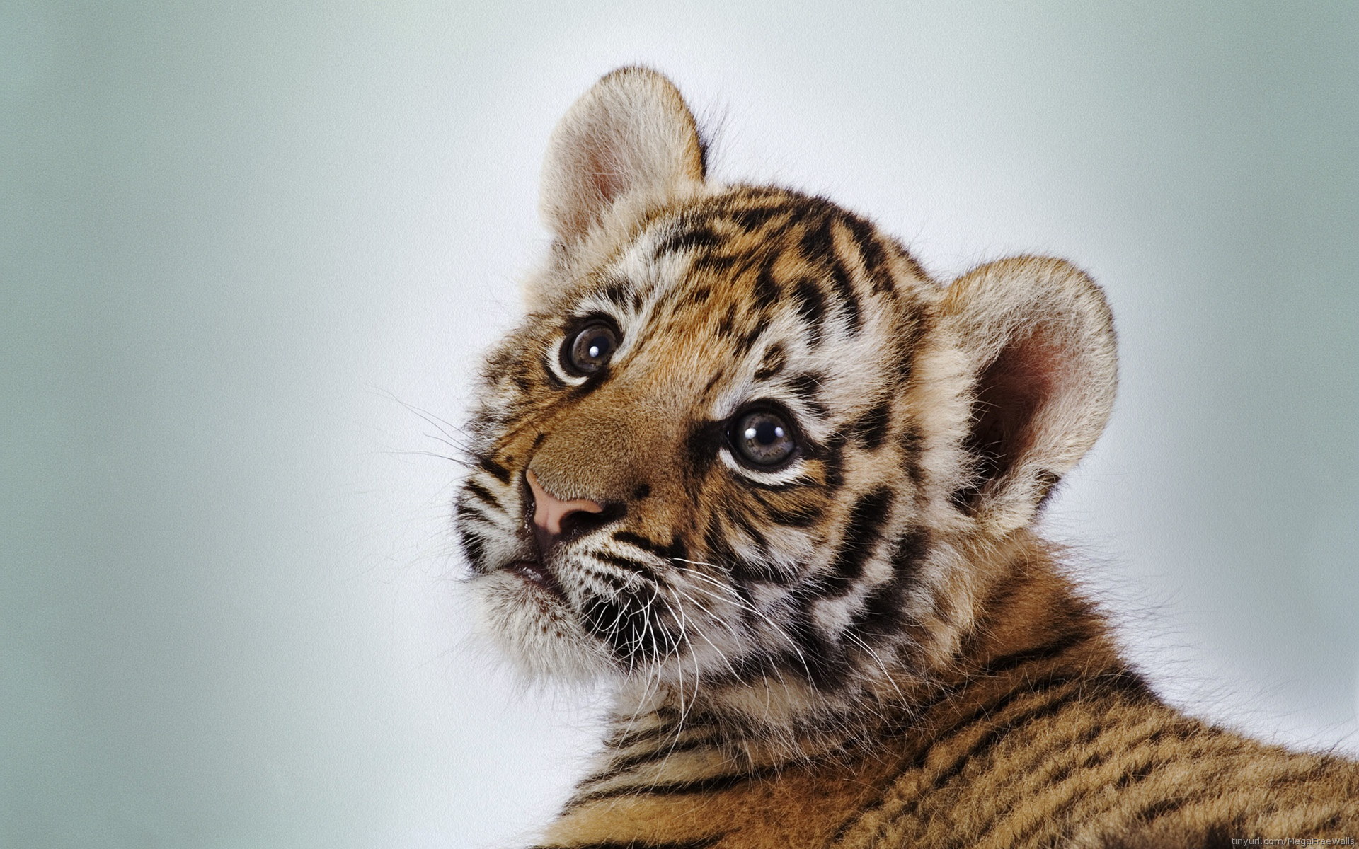 Free download wallpaper Tiger, Animal, Baby Animal, Cub on your PC desktop