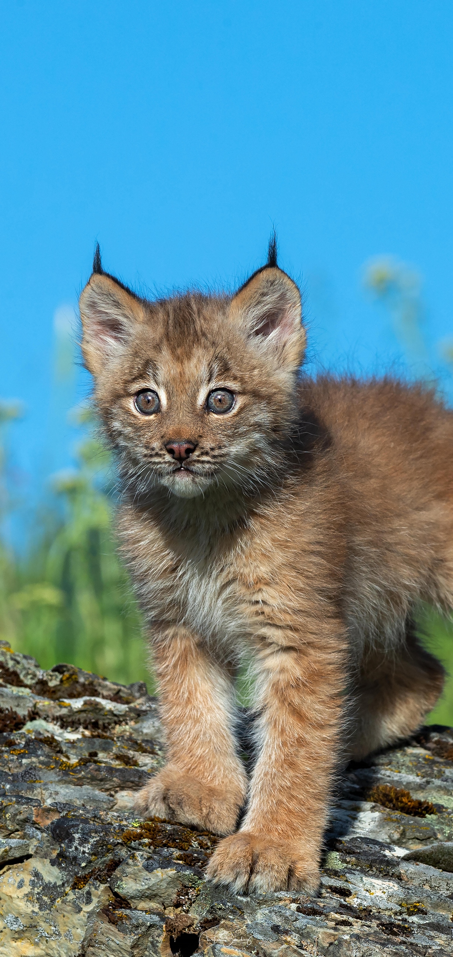 Laden Sie das Tiere, Katzen, Luchs-Bild kostenlos auf Ihren PC-Desktop herunter