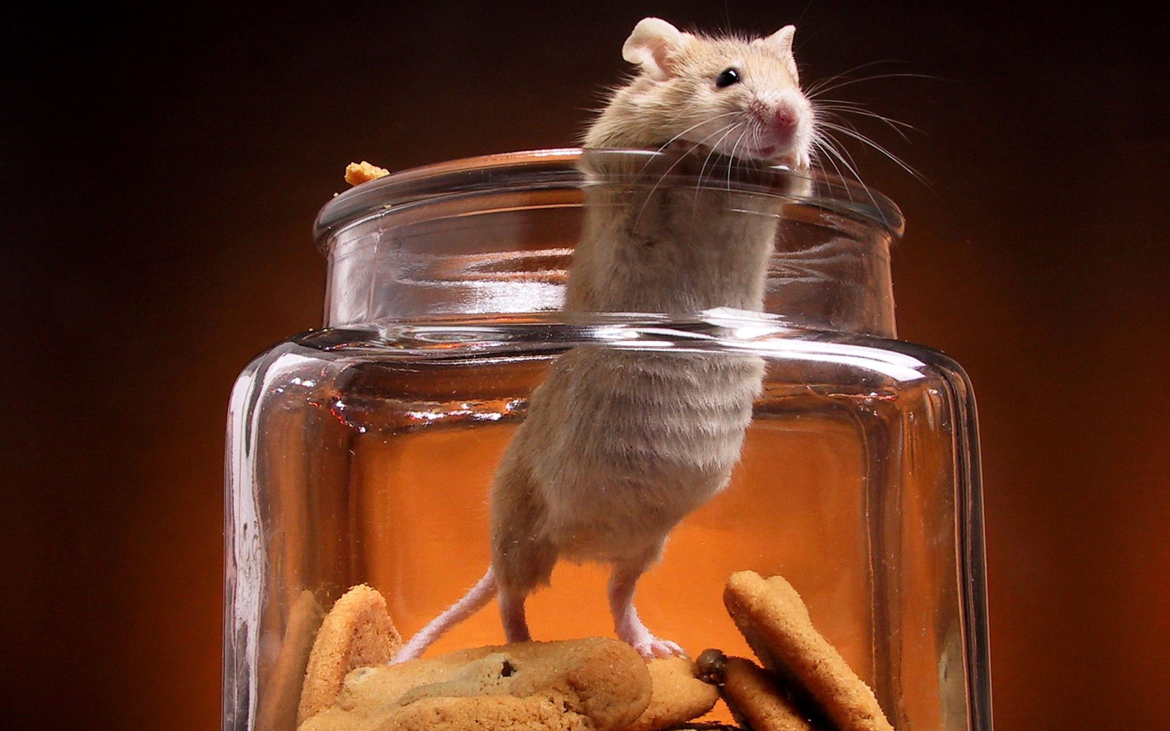Laden Sie das Tiere, Maus-Bild kostenlos auf Ihren PC-Desktop herunter